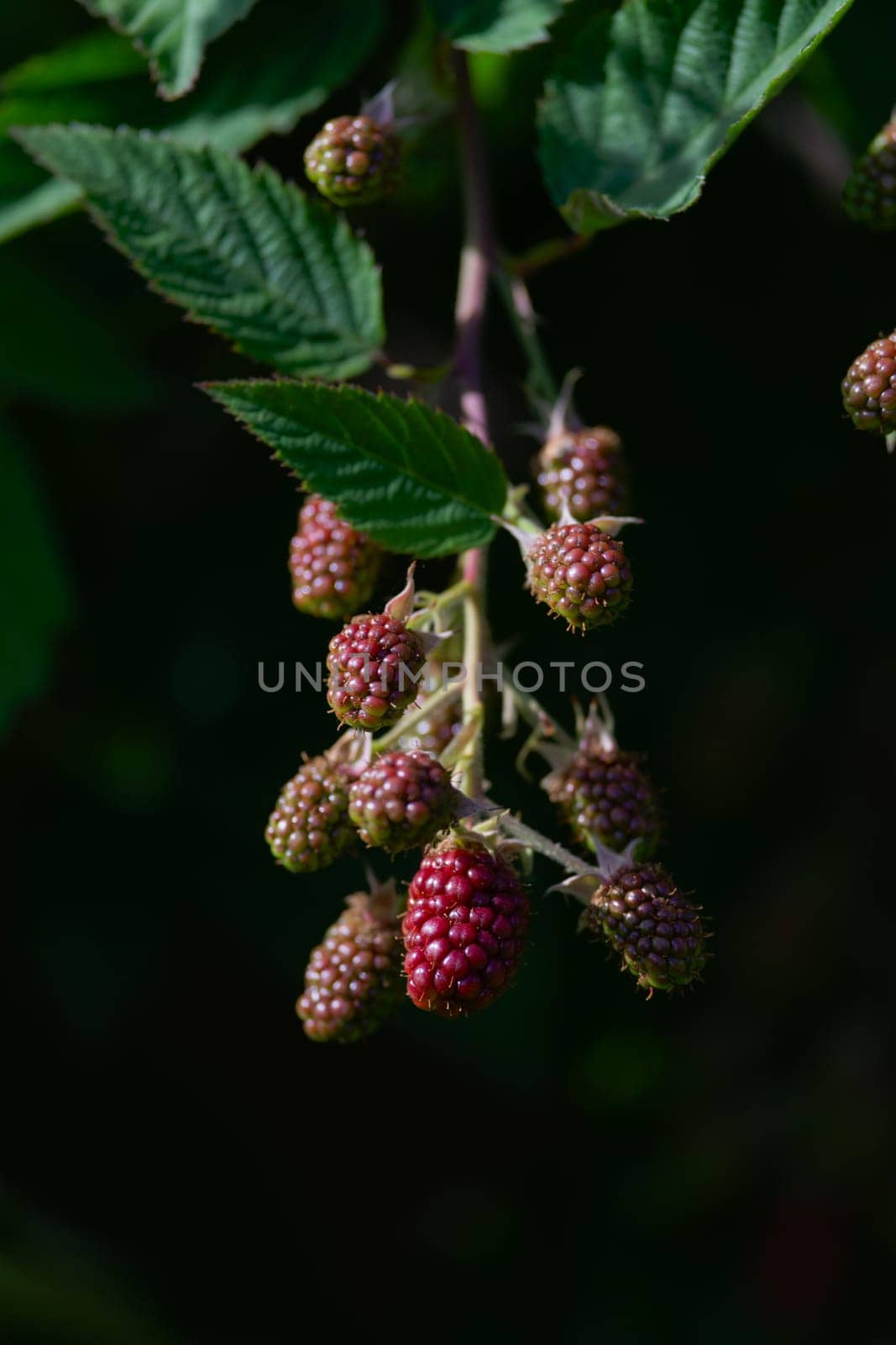Vertical image of thorn less garden blackberries against a deep dark green background. Berries are ripening , with the focal point being bright red.