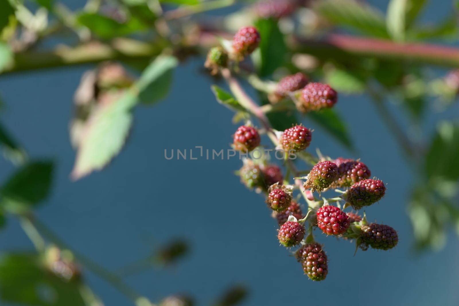 Horizontal image of green and red ripening blackberries on a teal blue background. Selective focus and image lit by sunlight with copy space.