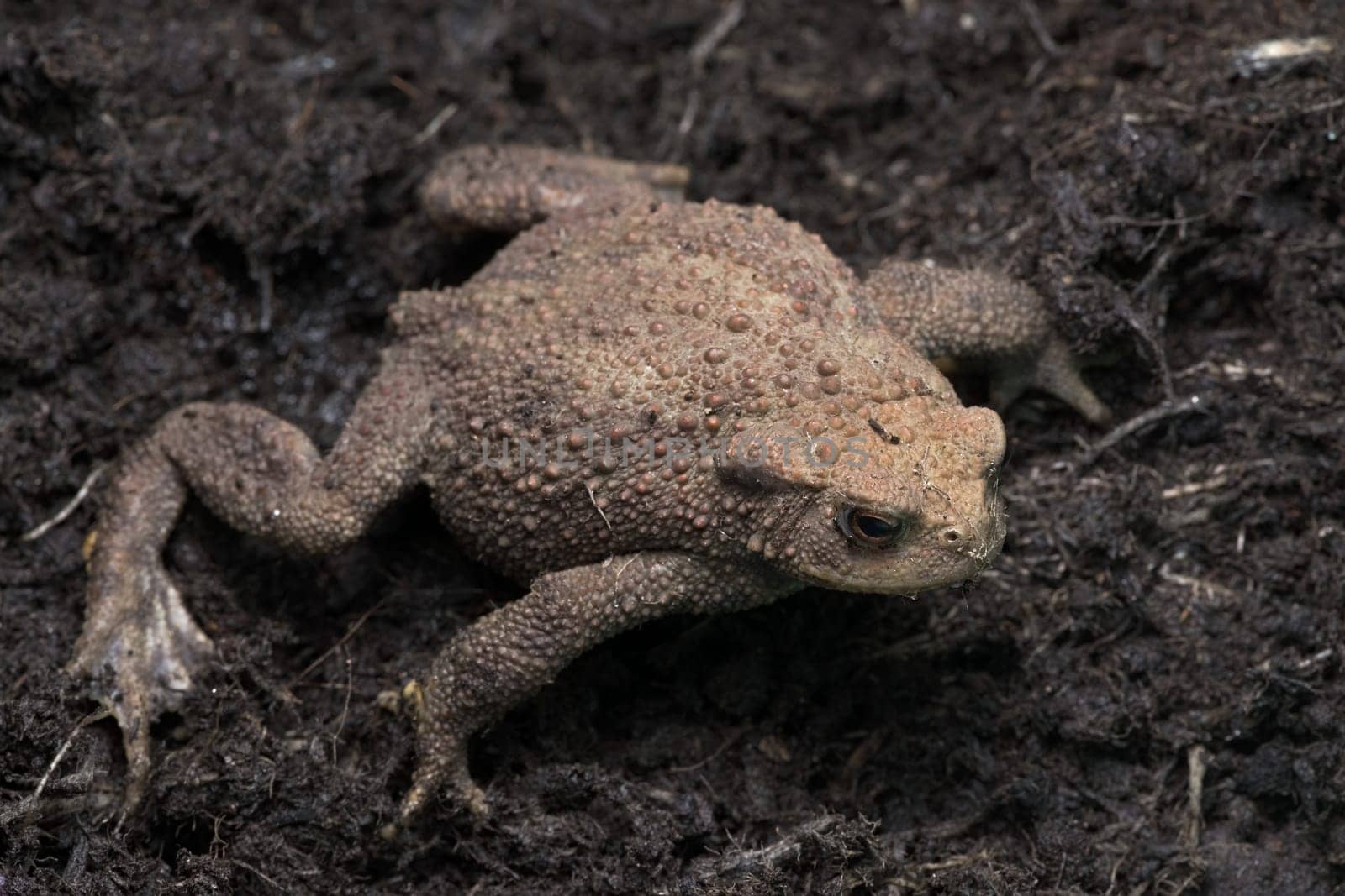 Looking down onto a common toad sitting spread out on a dark compost mud background. The red textured lumps are unusual, visible as full body image.