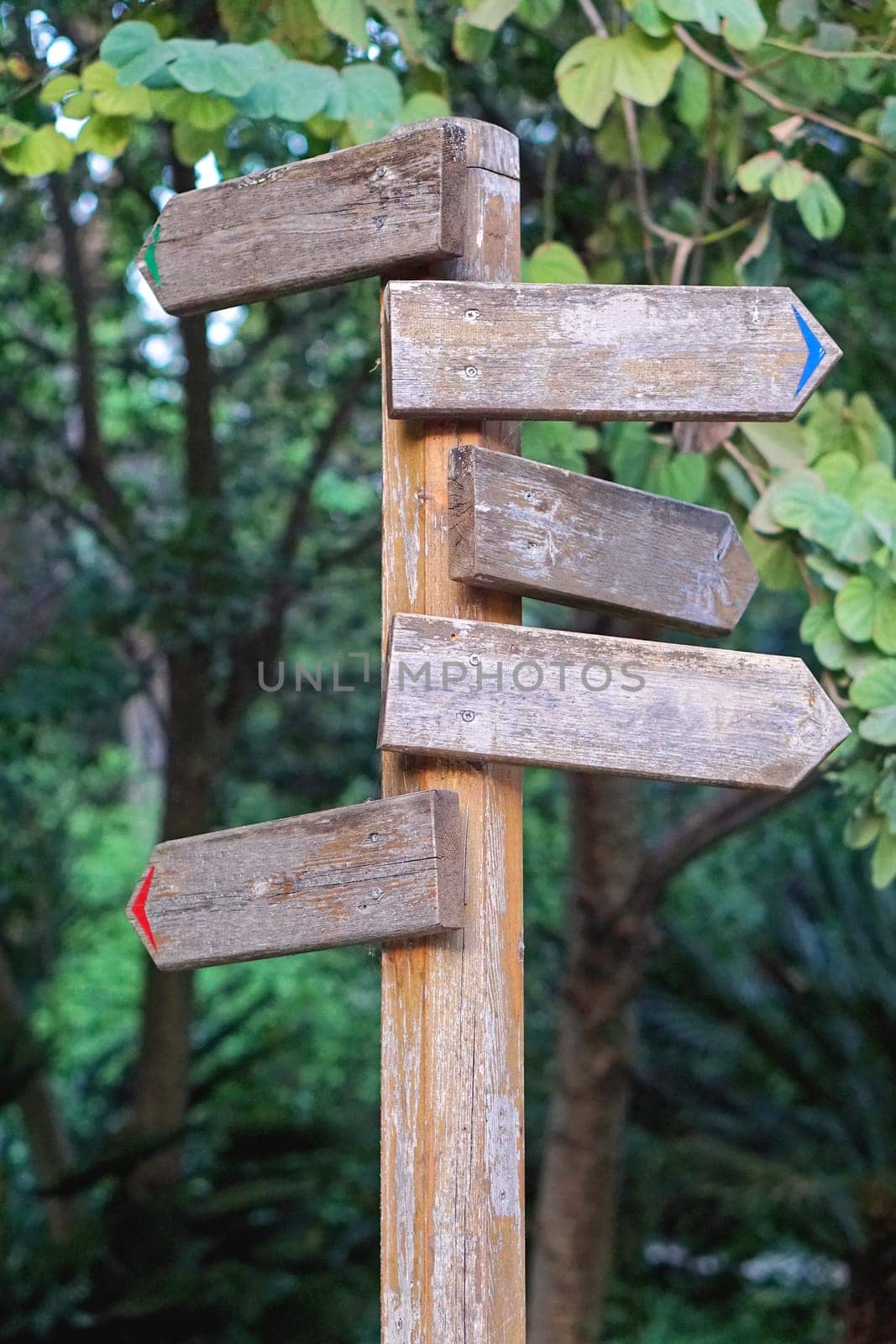 Old wooden direction pole in woods