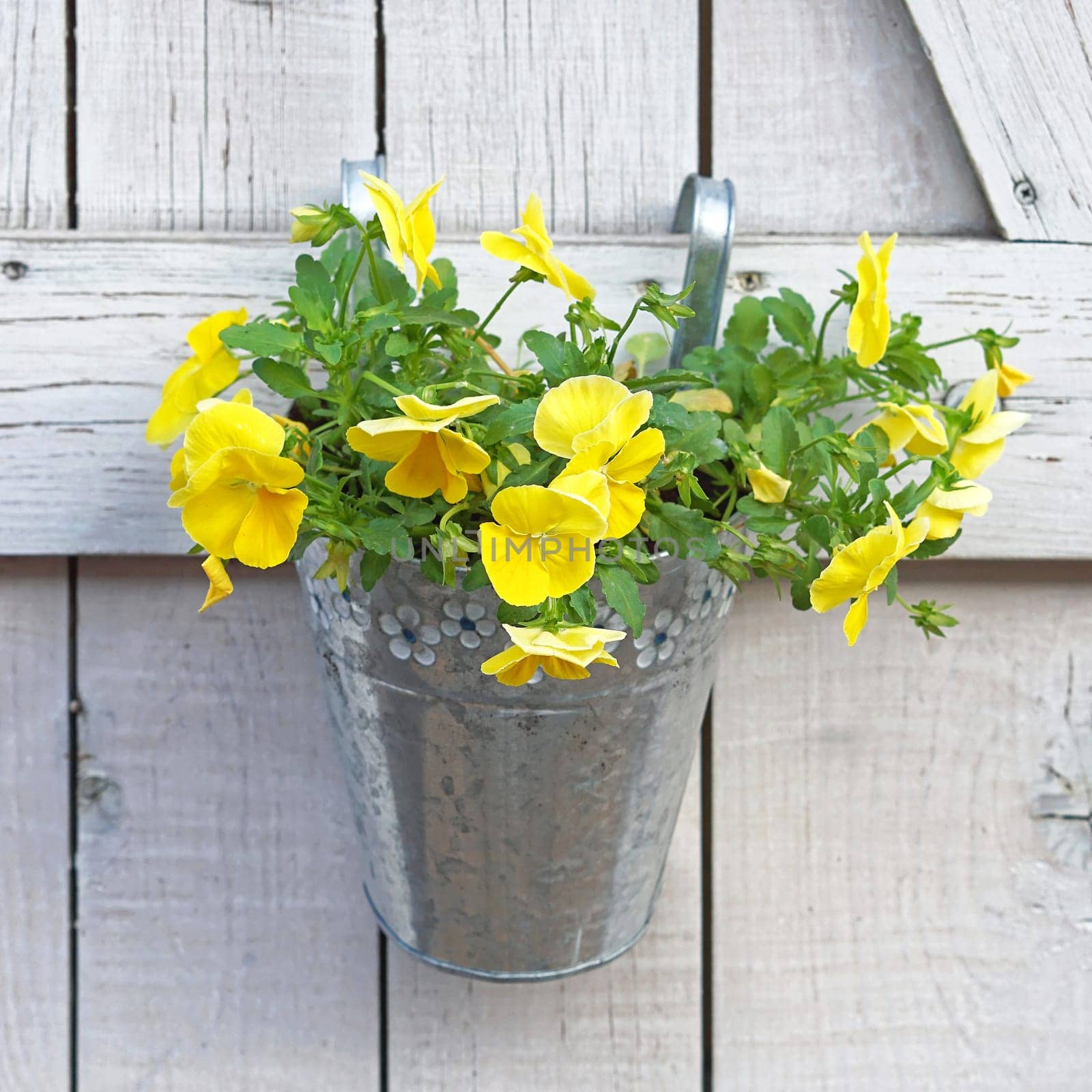 Yellow flowers in bucket hanging at wooden wall