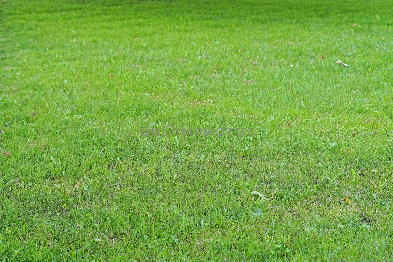 Green grass lawn field texture