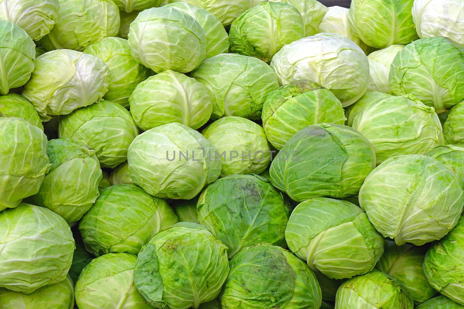 Big bunch of green cabbage at farmers market