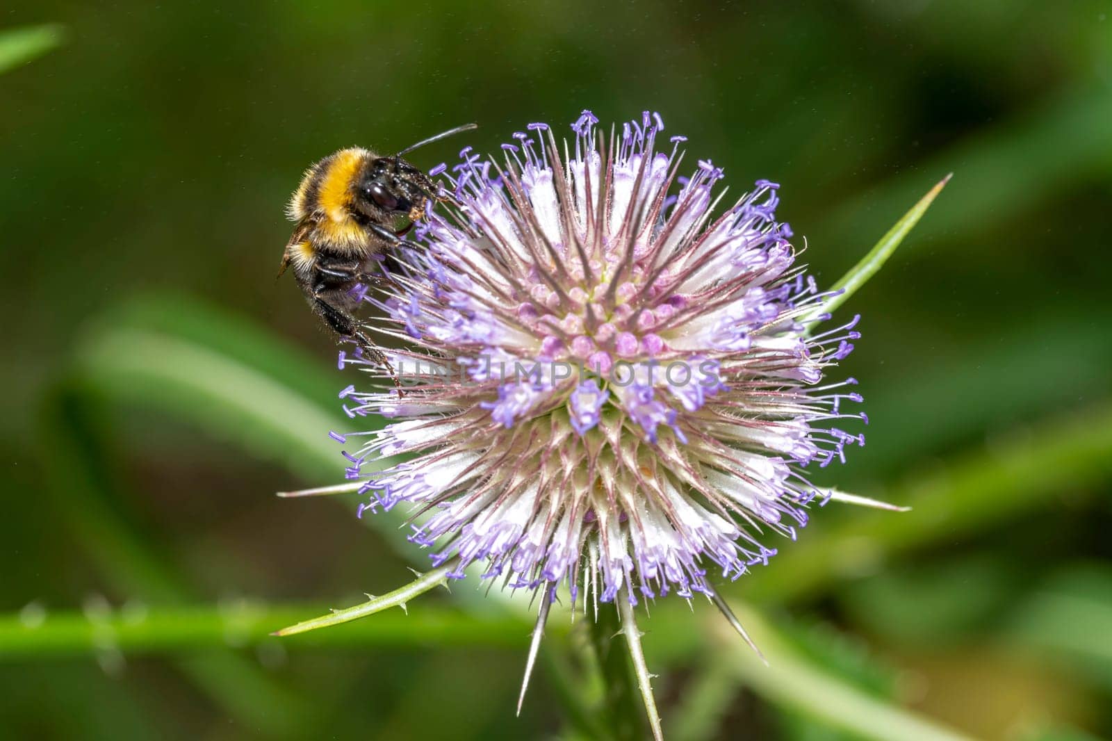 Bumblebee sits on a thistle blossom against a blurred green background