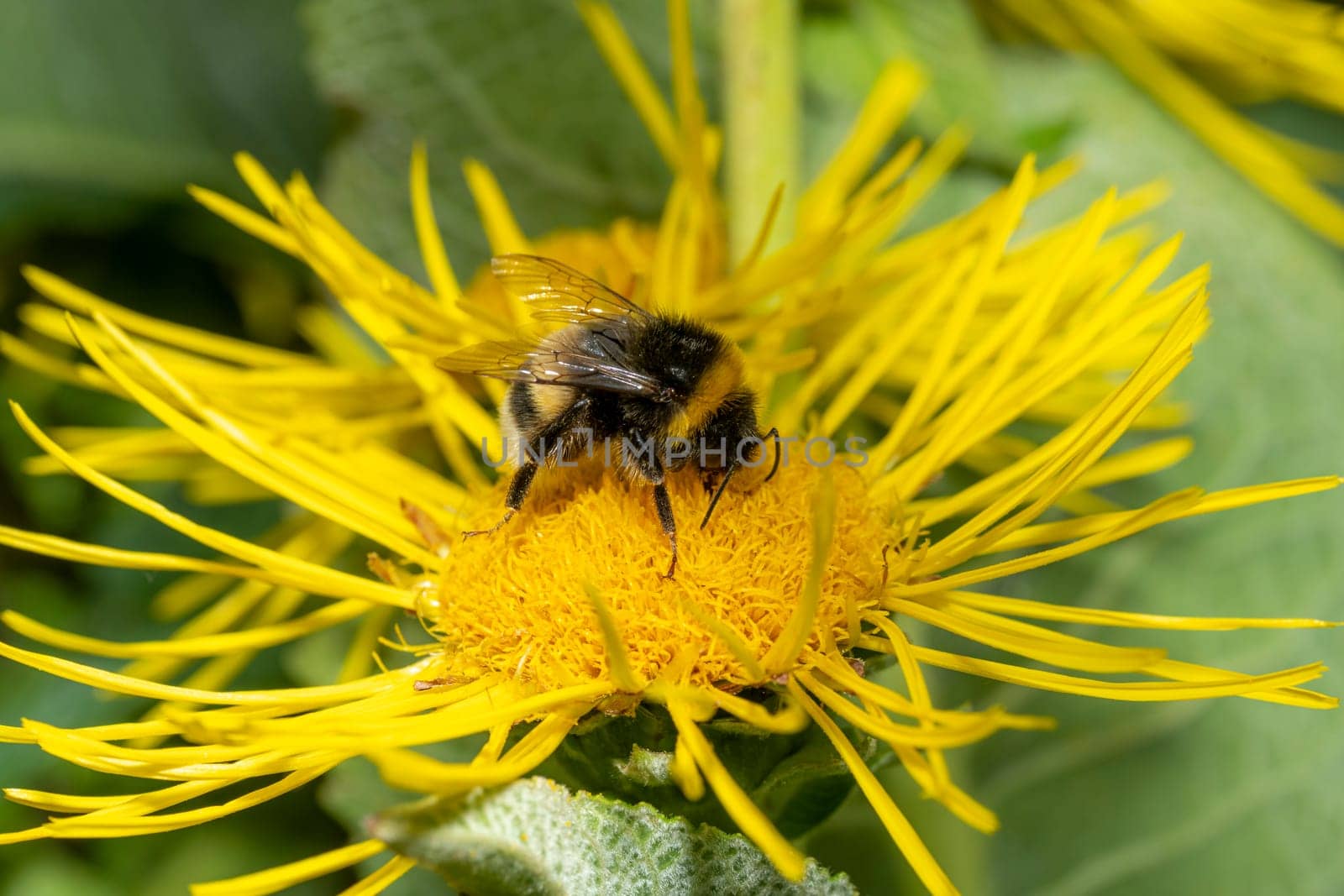 Bumblebee sits on a big yellow flower against a green blurred background
