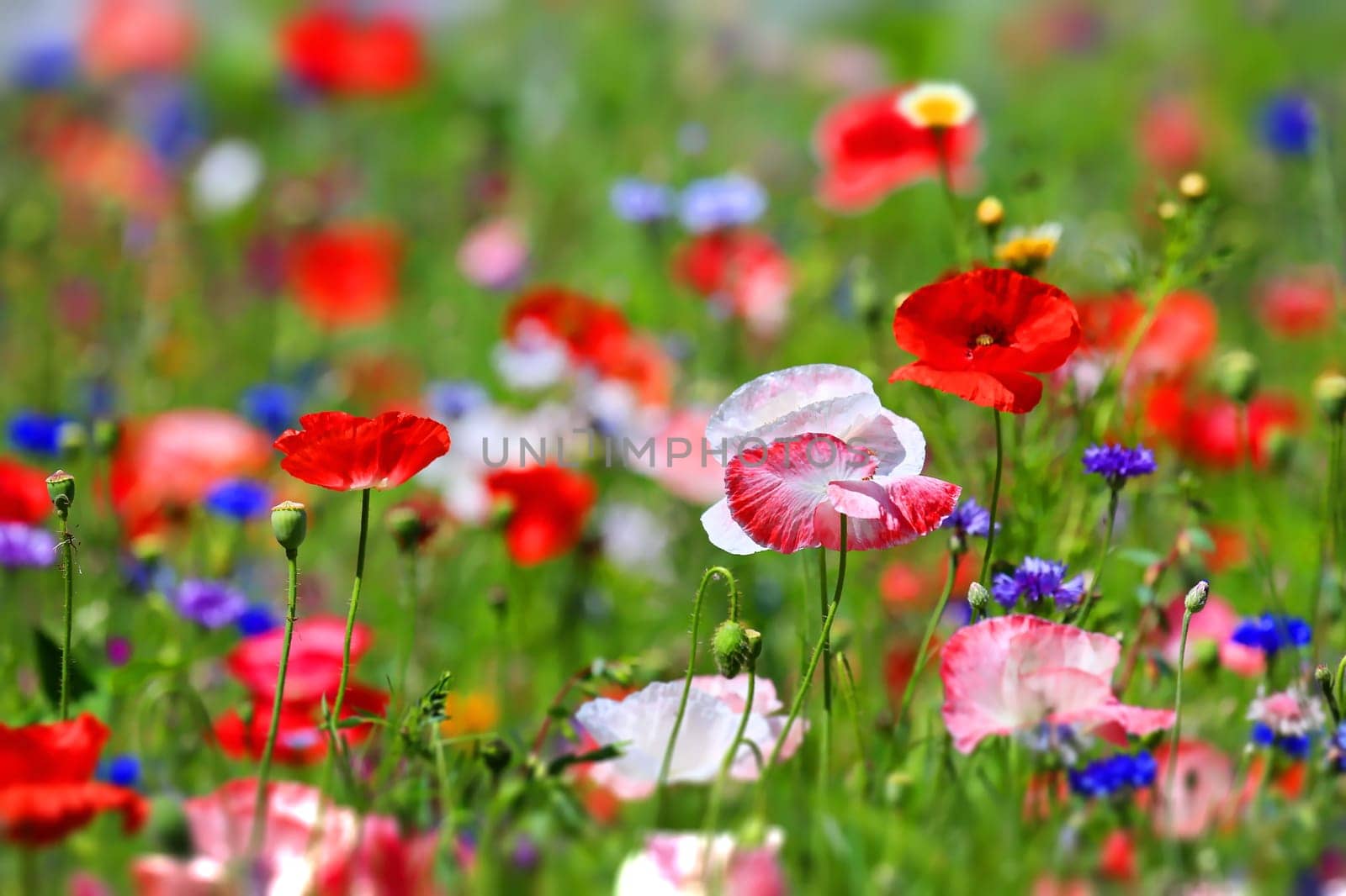 beautiful natural colorful flower meadow