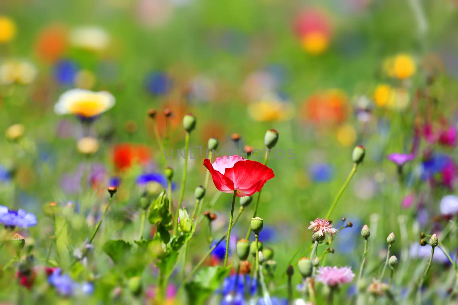 beautiful natural colorful flower meadow