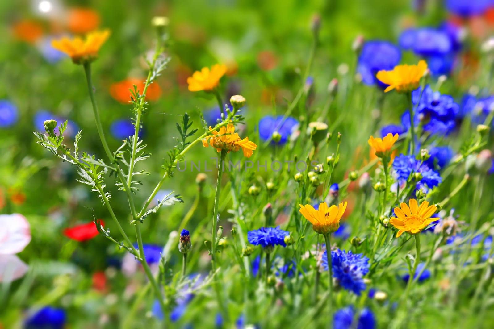 beautiful natural colorful flower meadow