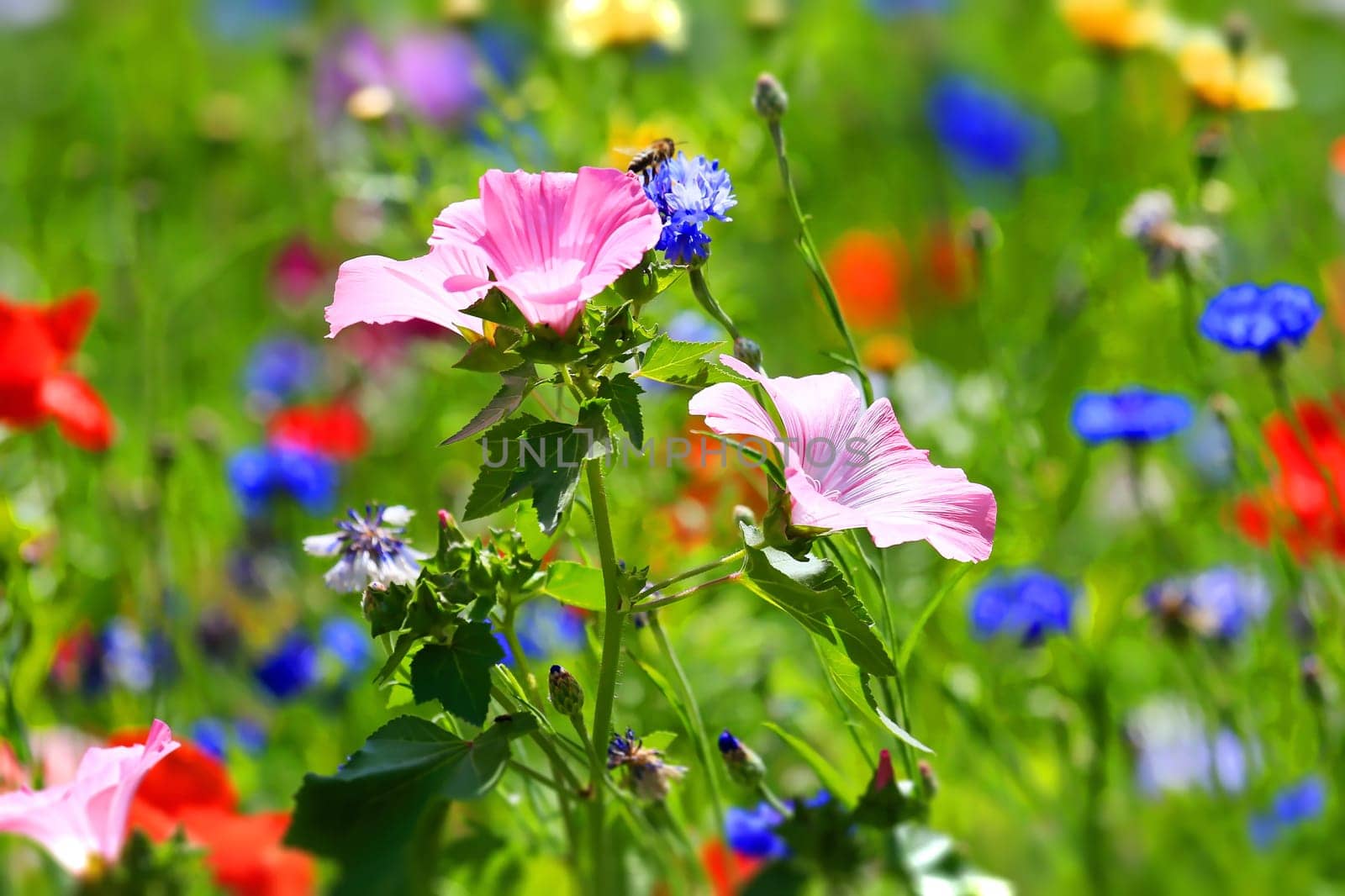 beautiful natural colorful flower meadow