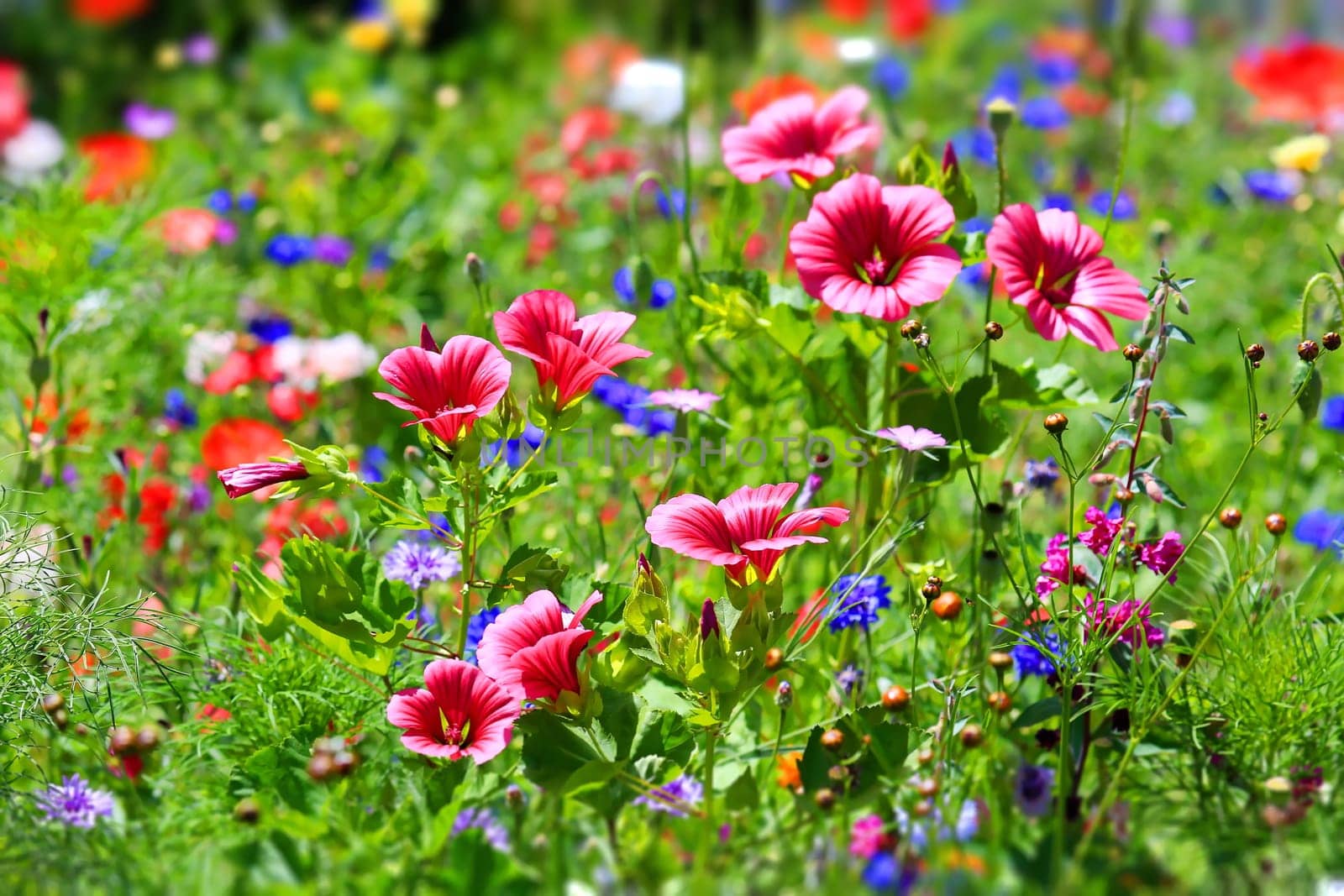 beautiful natural colorful flower meadow