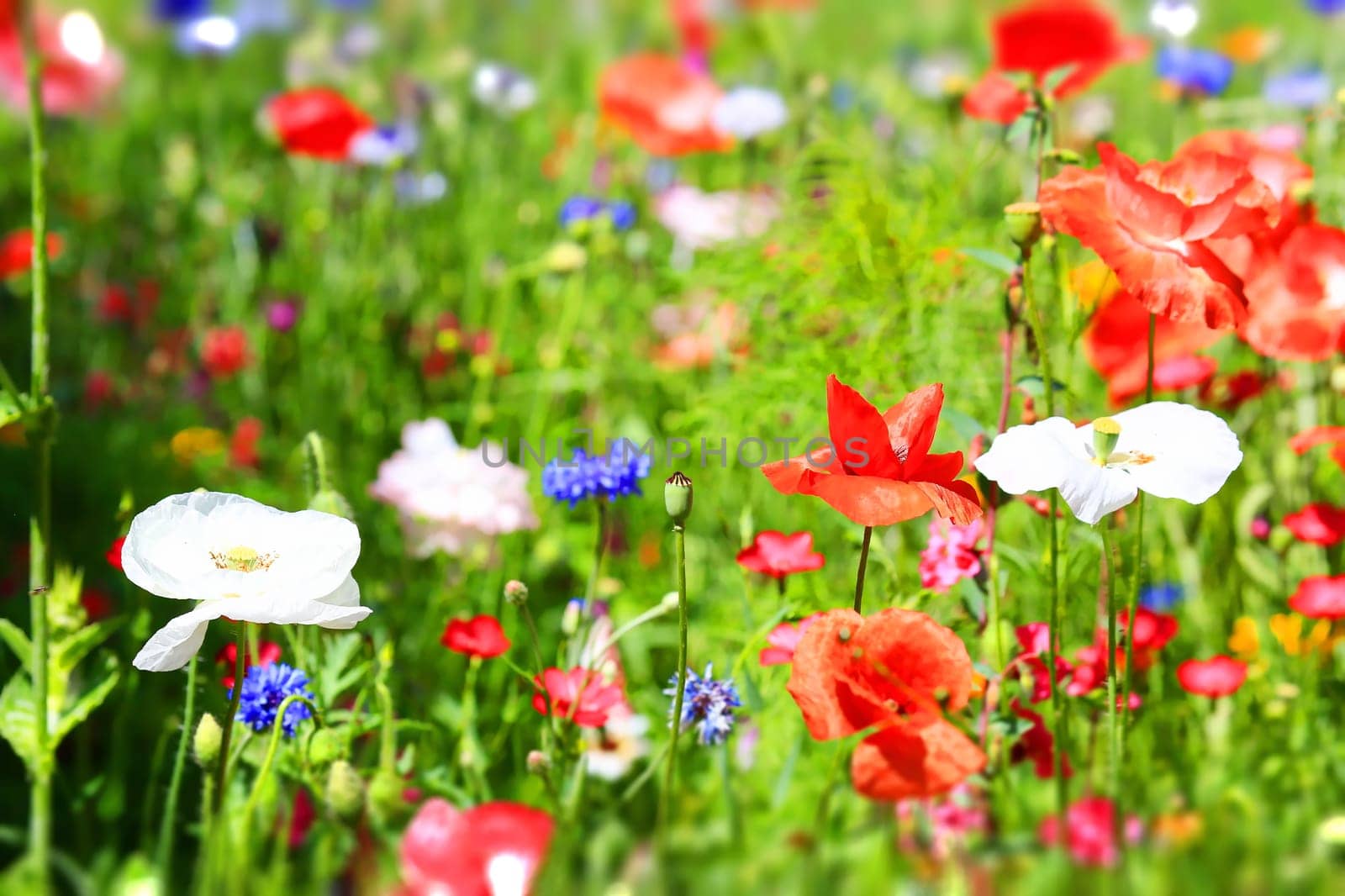 beautiful natural colorful flower meadow