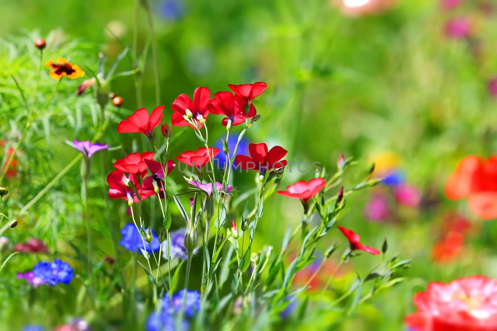 beautiful natural colorful flower meadow