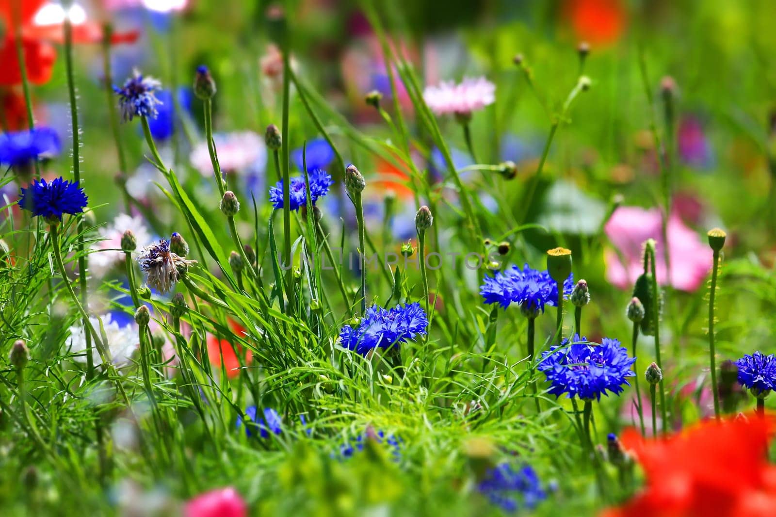 beautiful natural colorful flower meadow