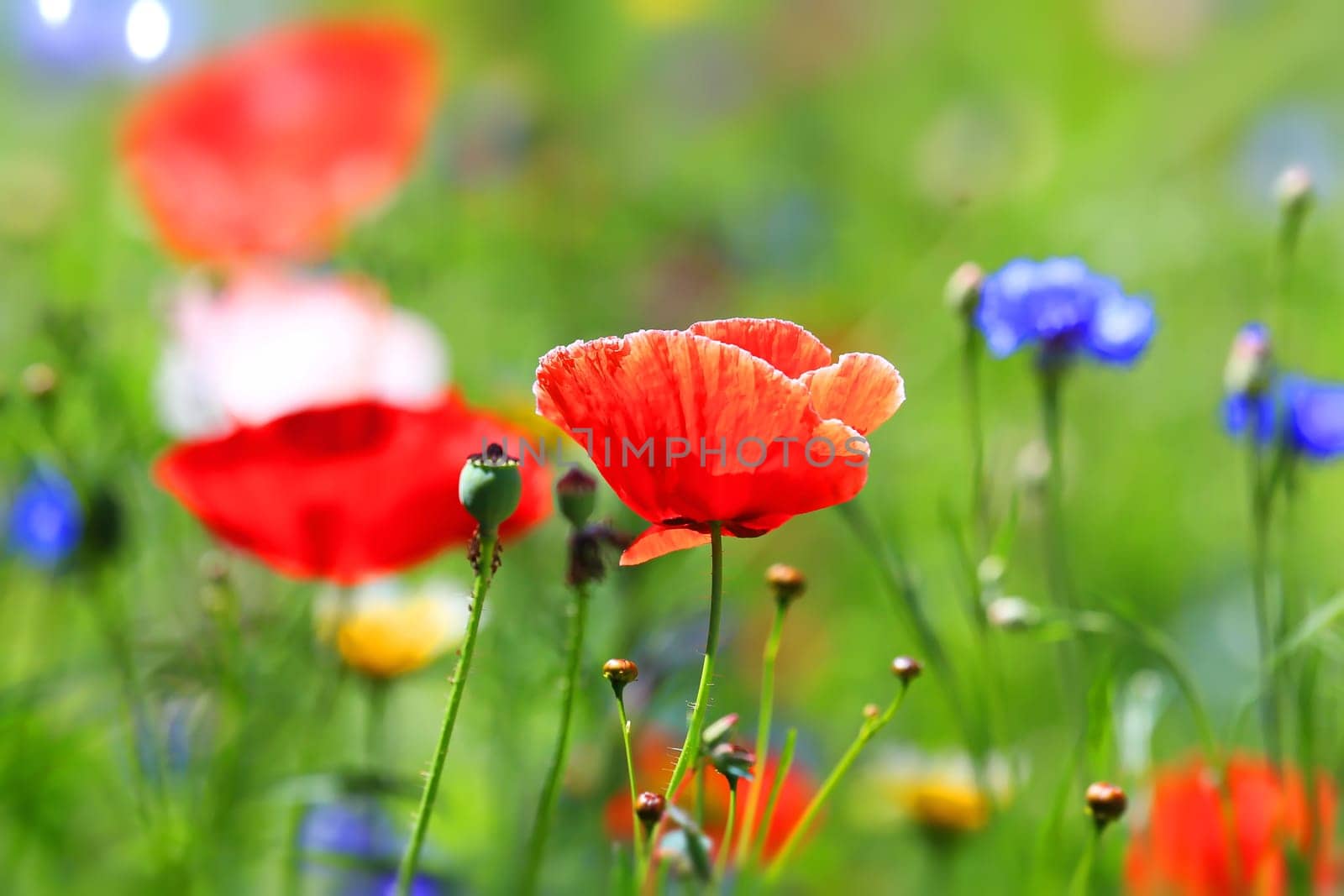 beautiful natural colorful flower meadow