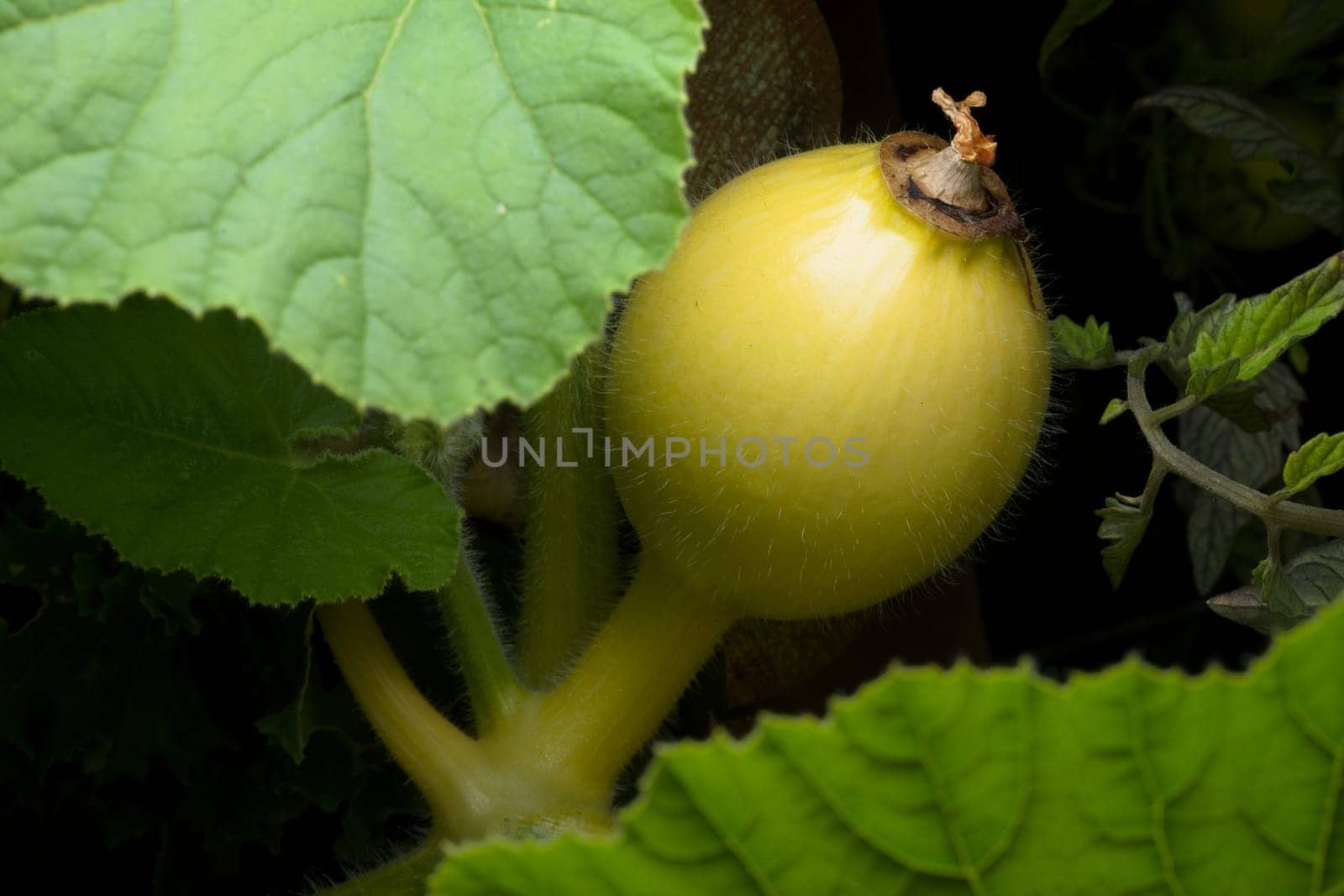 Bright yellow squash stands out against a dark background as it grows amongst large green leaves. Part of a garden allotment vegetable patch.