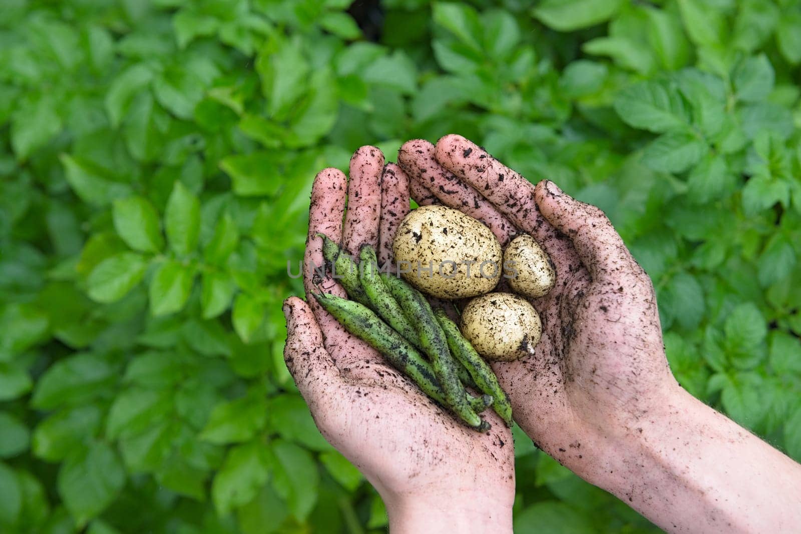 Vibrant green leafy background behind young hands that hold muddy white potatoes and healthy giant exhibition long pod beans. Healthy natural food.