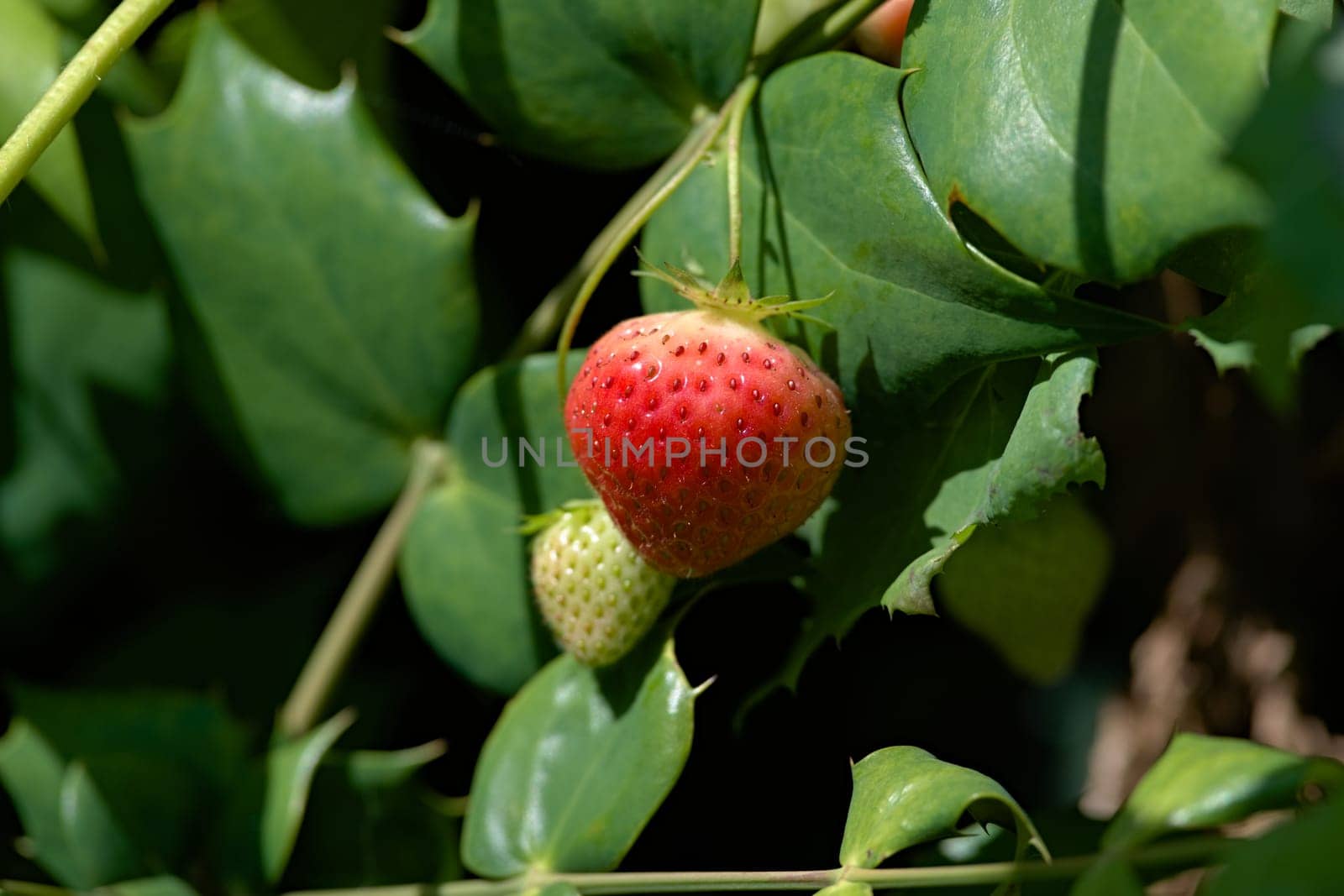 Organic bright red fresh strawberry grows whilst hanging in front of a background of holly. Vibrant green and red colors.