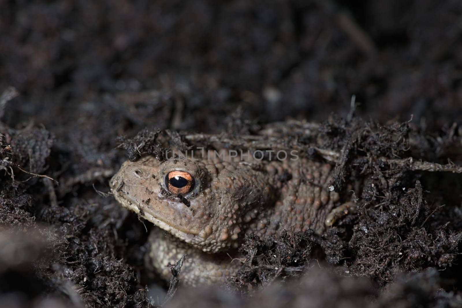 1 - Vibrant orange eye stands out as this toads face peeks out from under the compost the toad is hiding in. Copy space above in top portion of frame