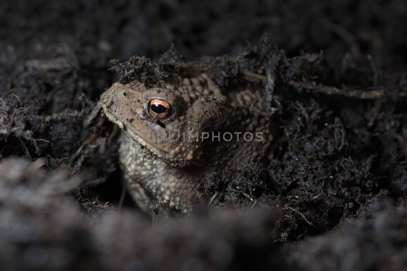 2 - Vibrant orange eye stands out as this toads face peeks out from under the compost the toad is hiding in. Side view