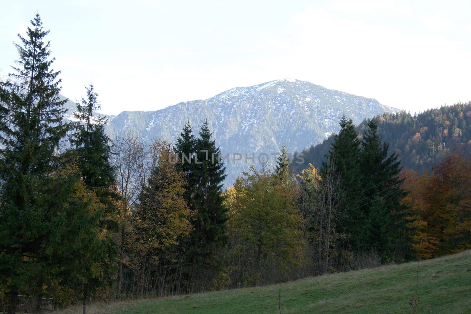 Alpine summits covered with snow, blue sky in the background .