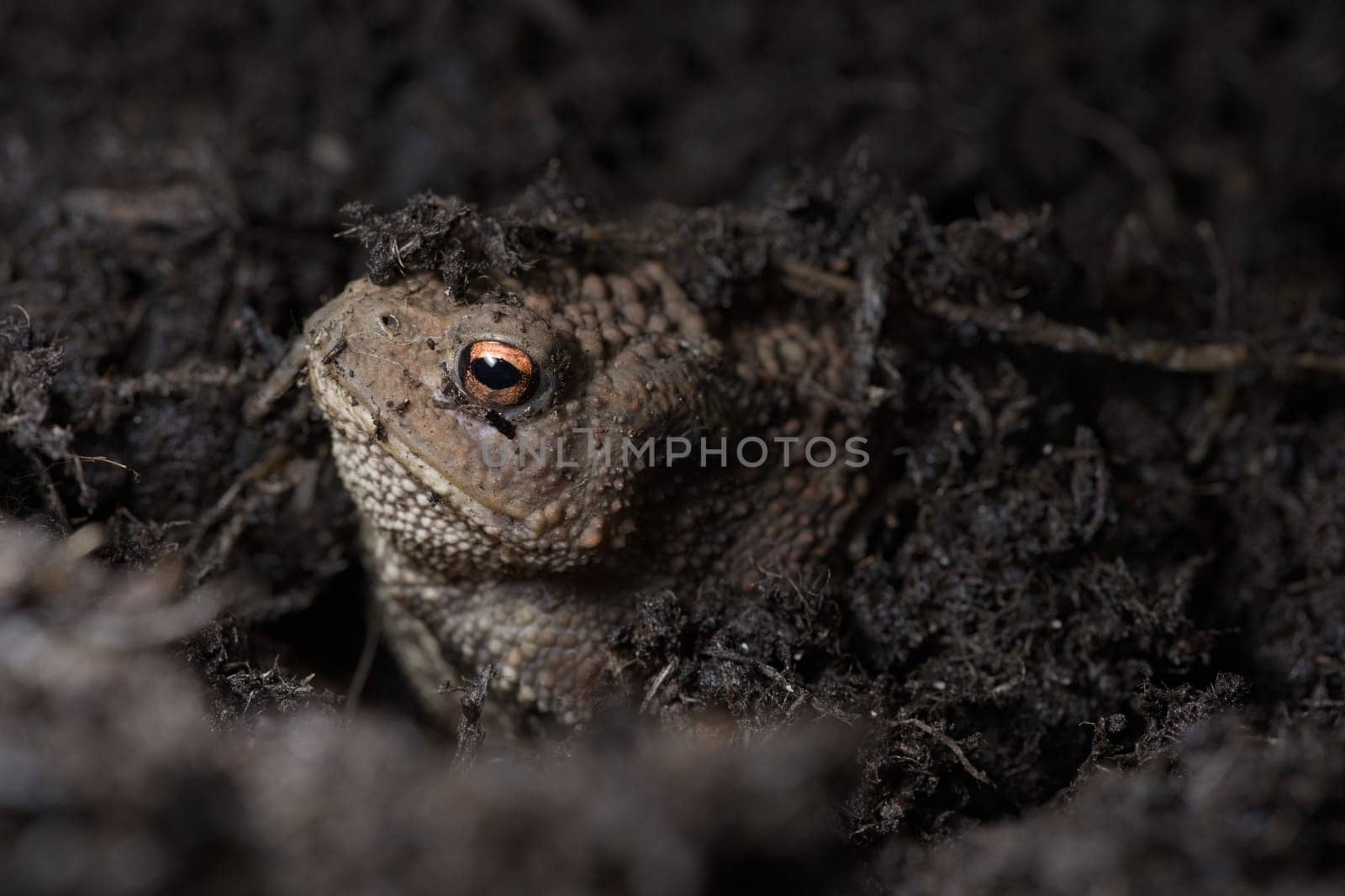 3 - Vibrant orange eye stands out as this toads face peeks out from under the compost the toad is hiding in. Side profile