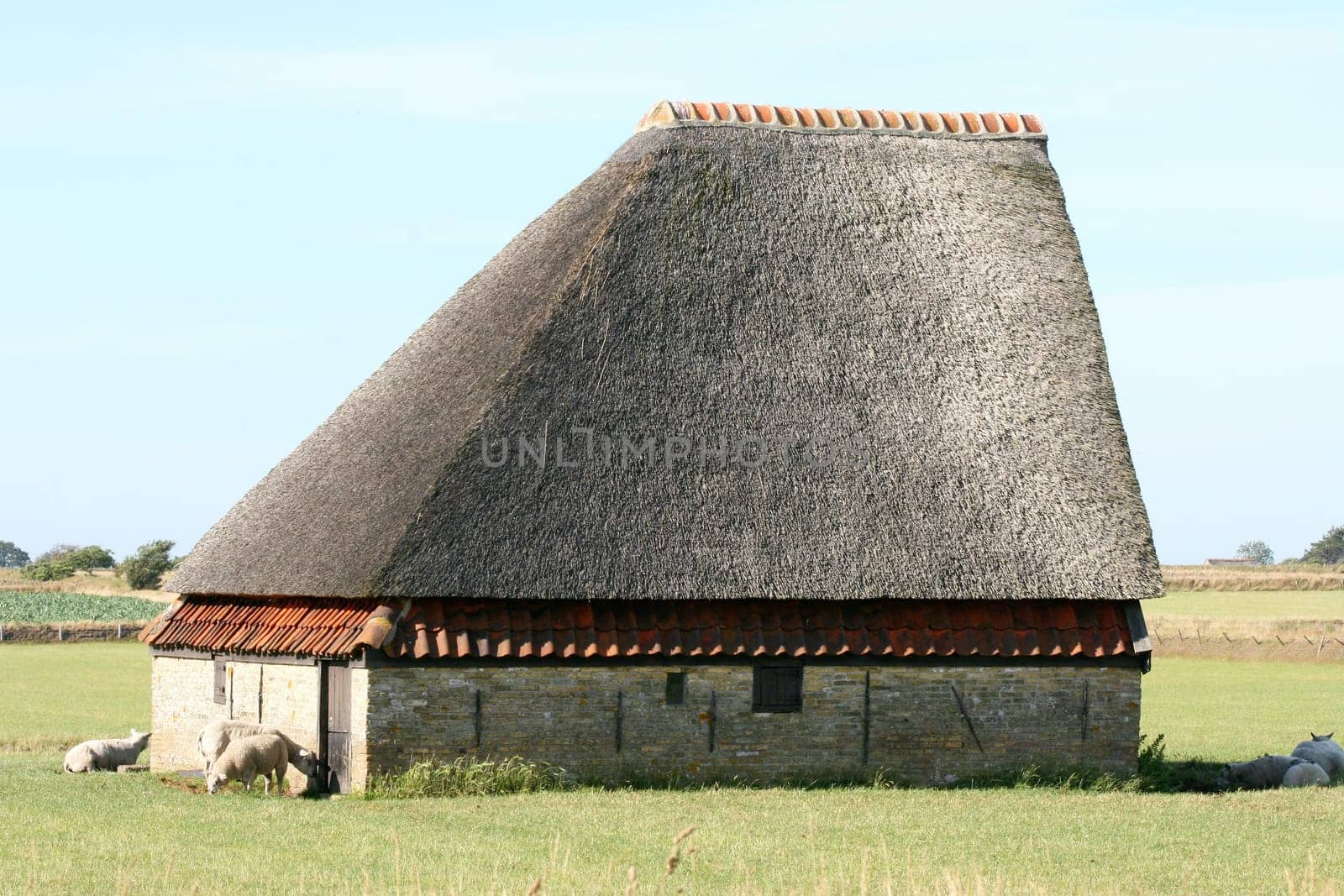 a Sheep barn on the island of Texel, Netherlands, North Sea .