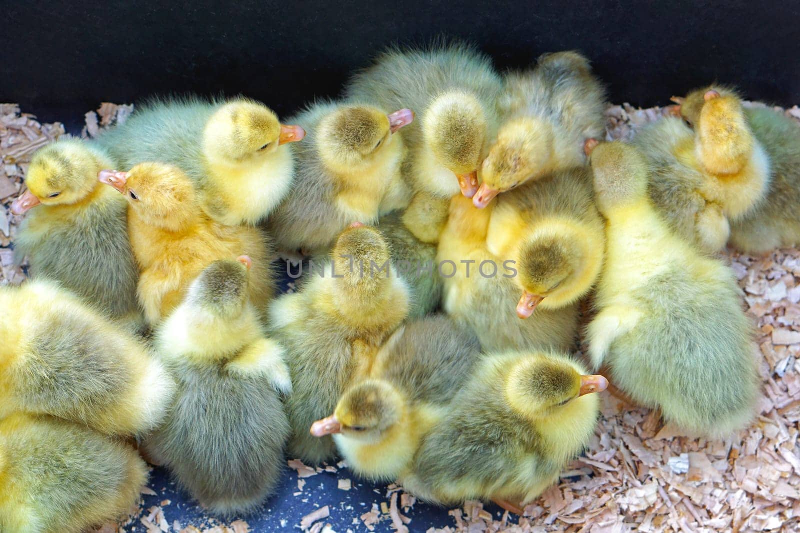 New born ducklings at farm