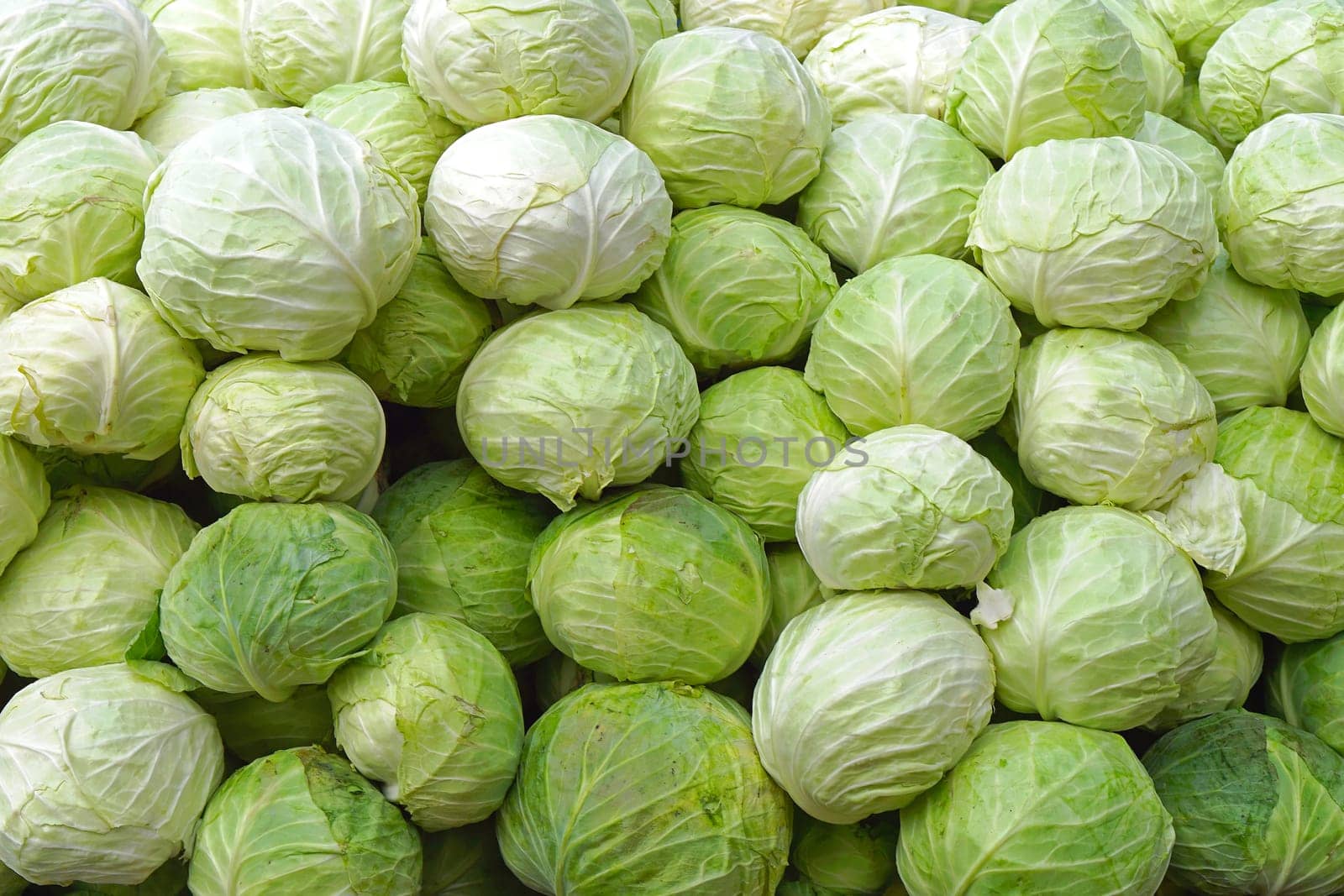 Big bunch of cabbage at farmers market