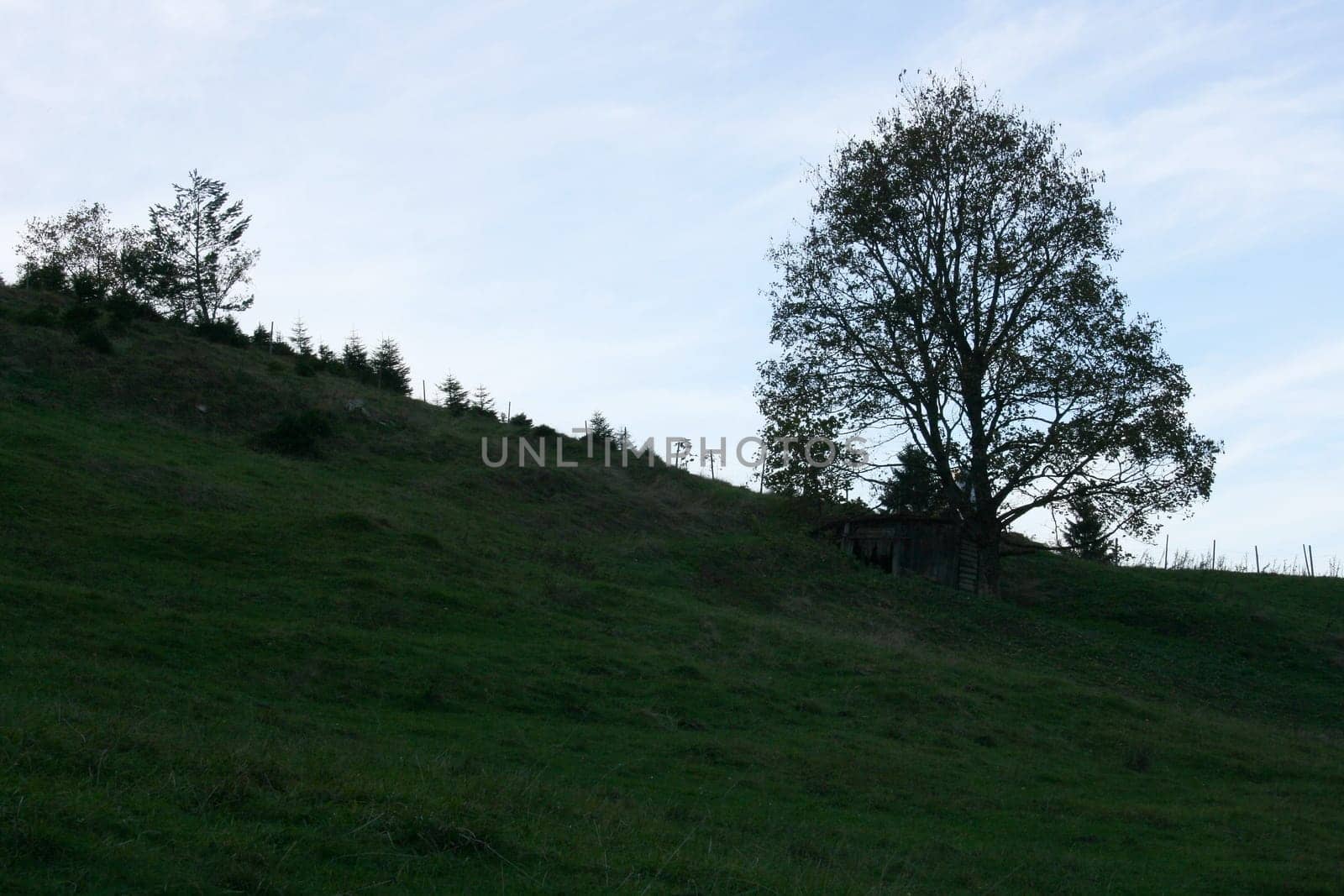 A growing on a hillside of single tree.