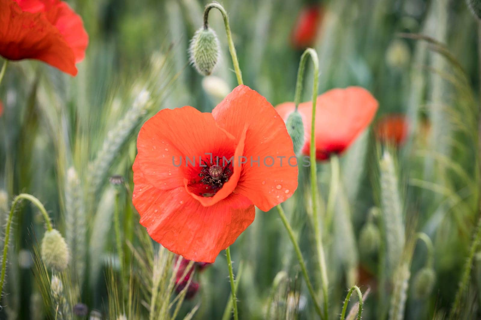 Beautiful red poppy in blossom on a field
