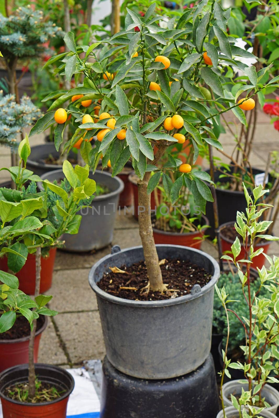 Small kumquat tree in pot