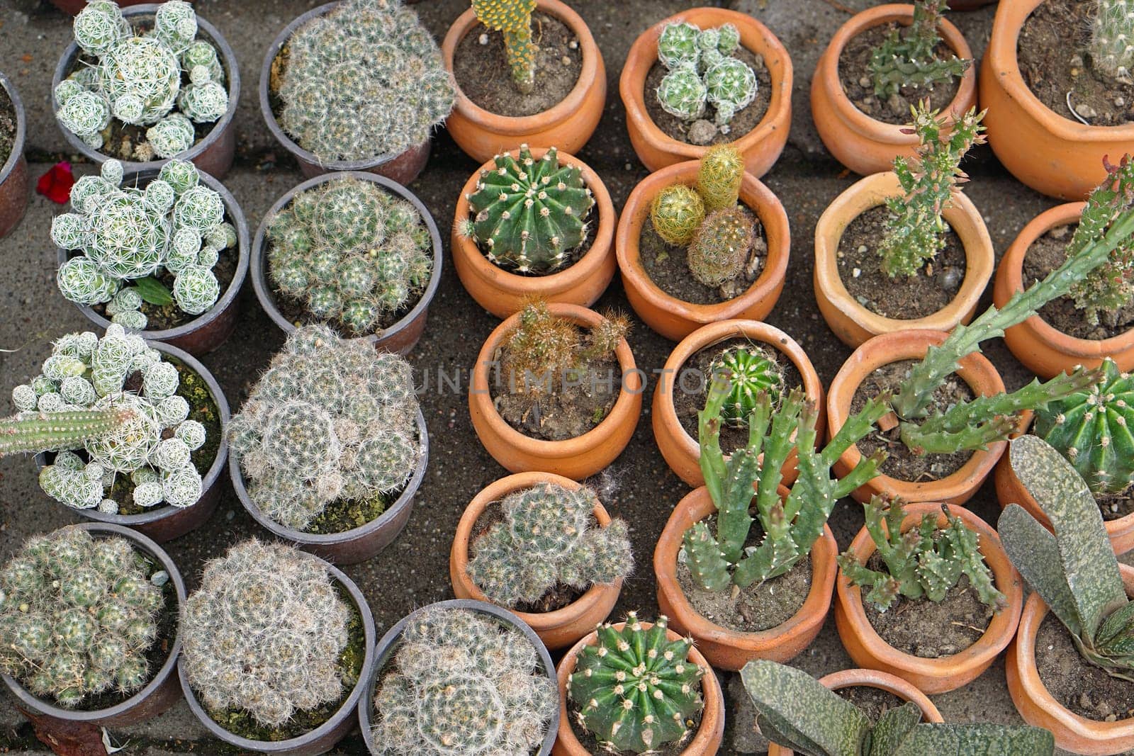 Cactuses in terracotta pots at garden nursery