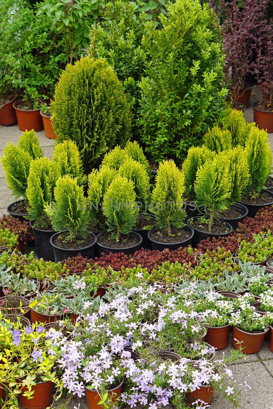 Small conifer tree in nursery