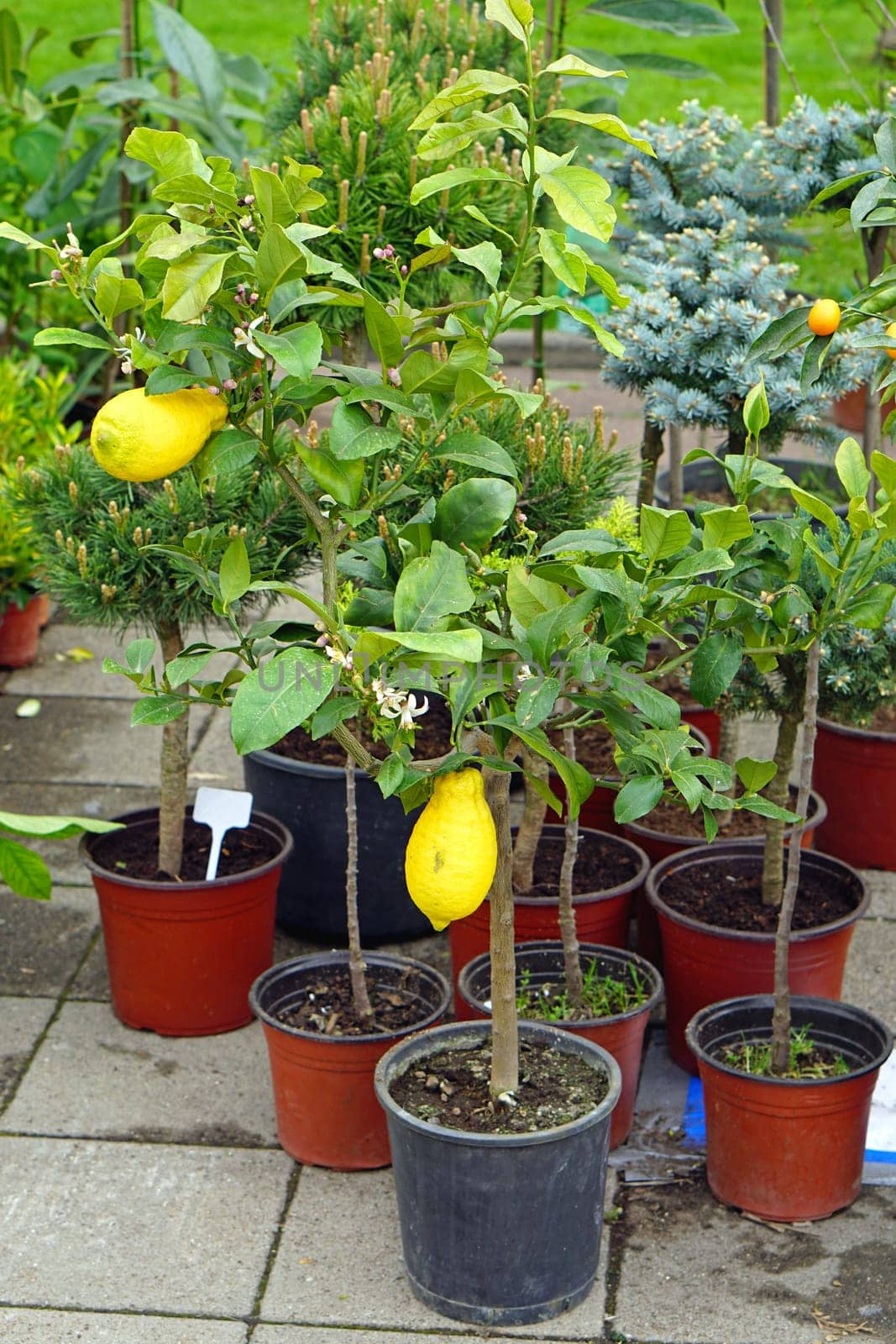 Small lemon tree in pot