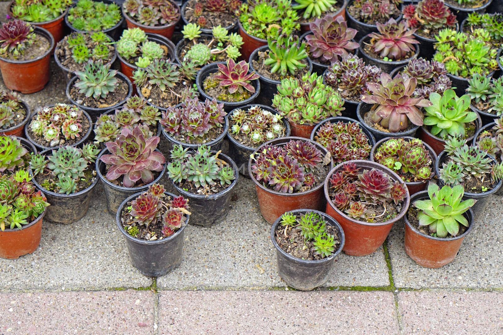 Succulent plants in pots at nursery garden