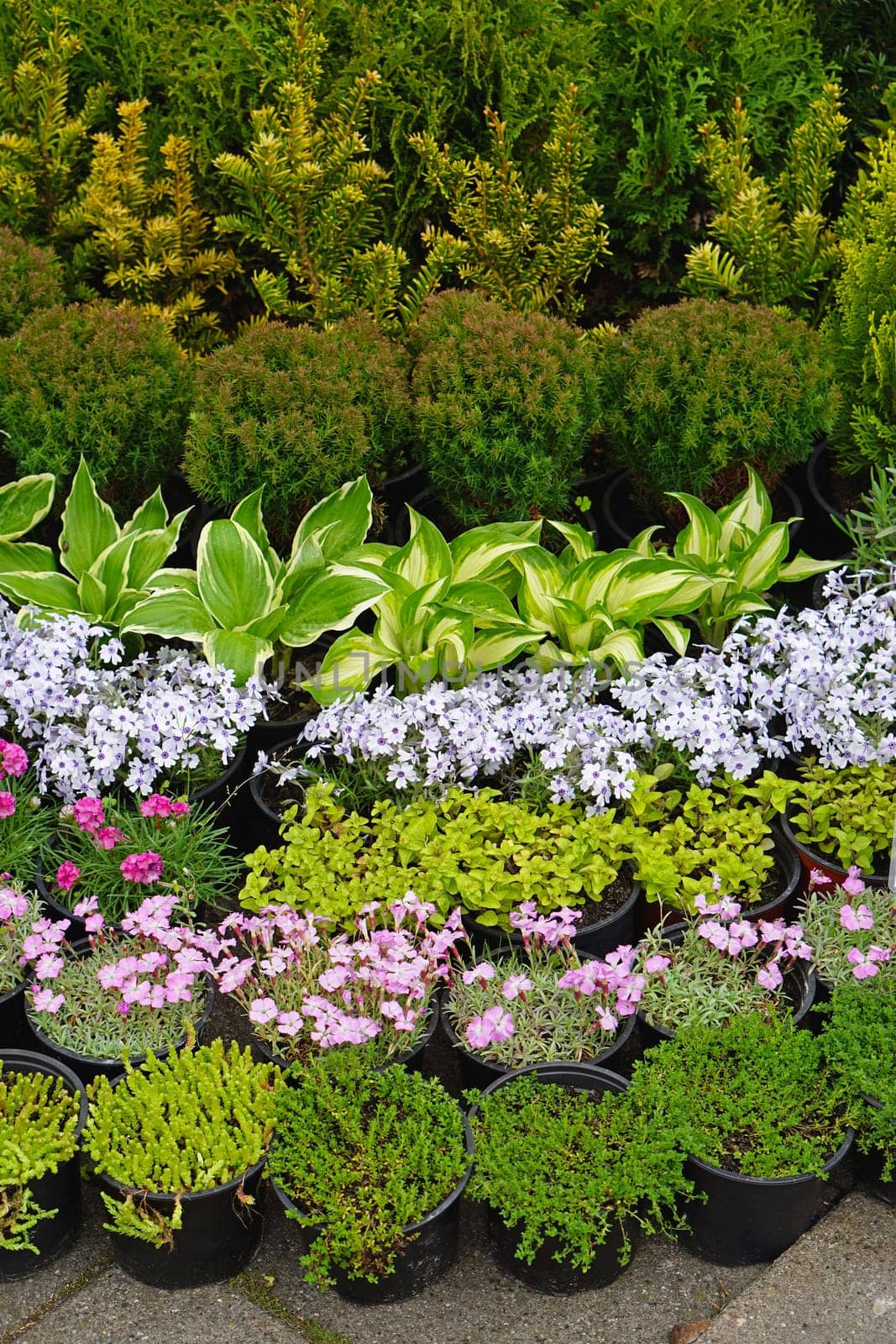 Flowers and plants in pots at garden nursery