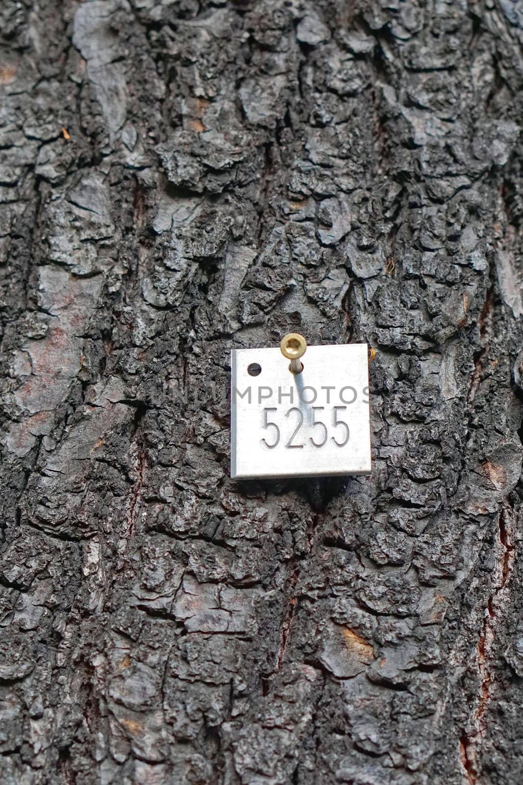 Tag with number at tree bark