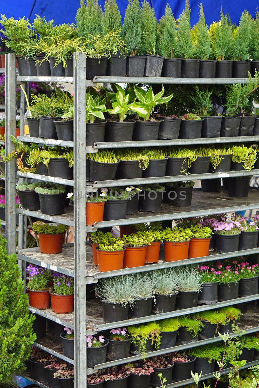 Plants and flowers in shelf at nursery garden
