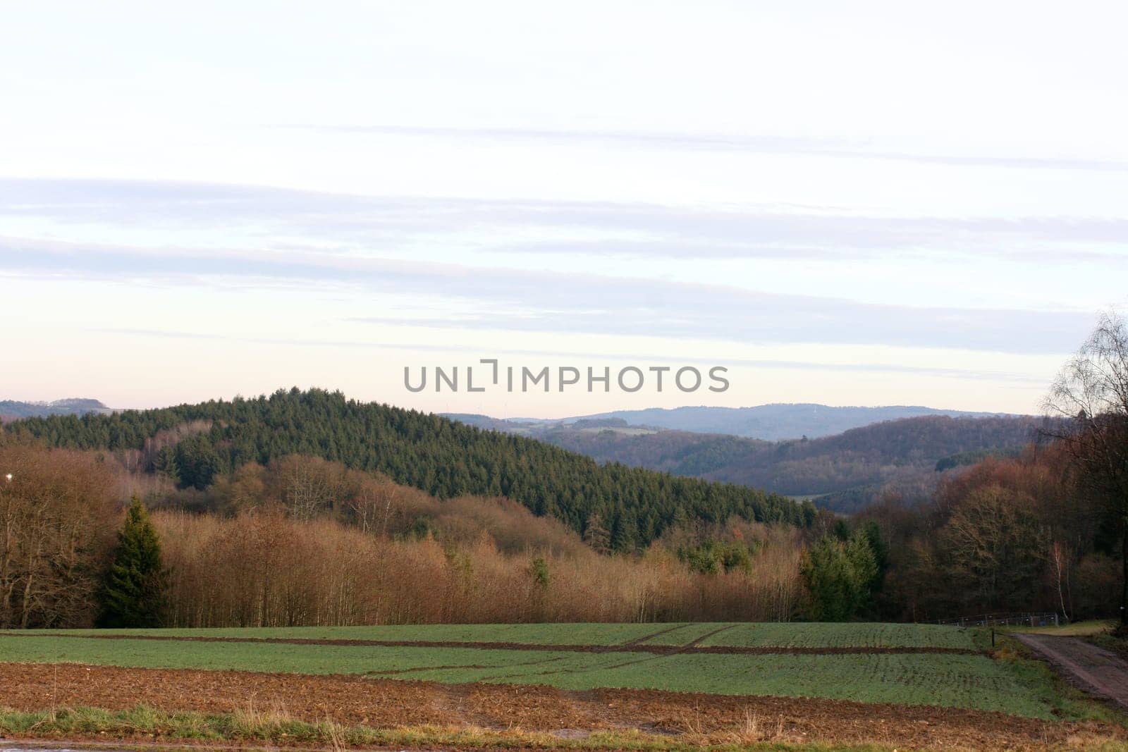 A landscape with wheat fields and forest.
