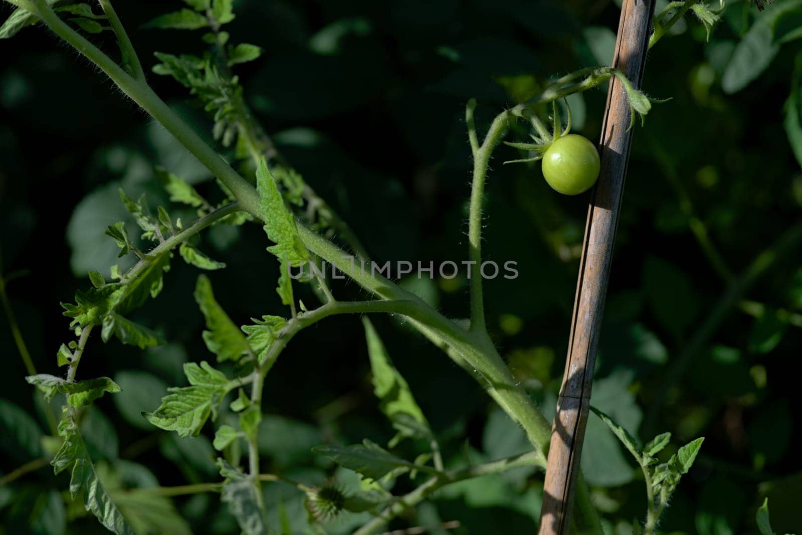 On right of frame, a small single green unripe cherry tomatoes shines bright in evening sunlight. Vivid green colors with left side copy space