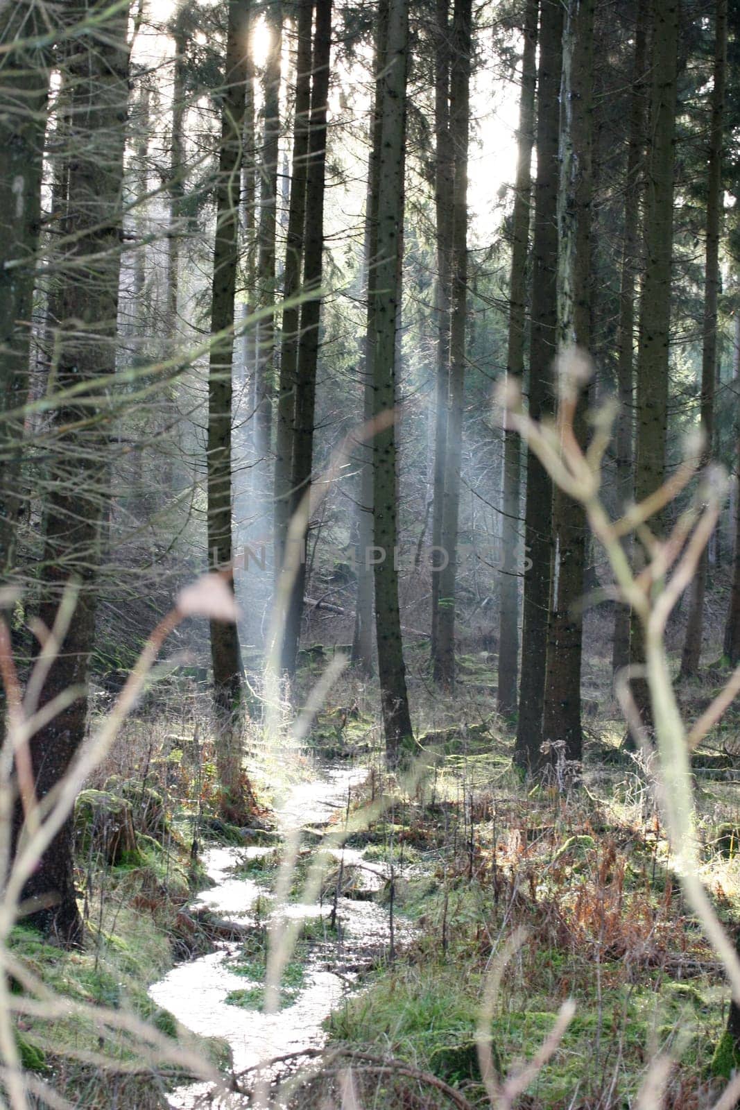 a Autumn forest with a romantic creek .