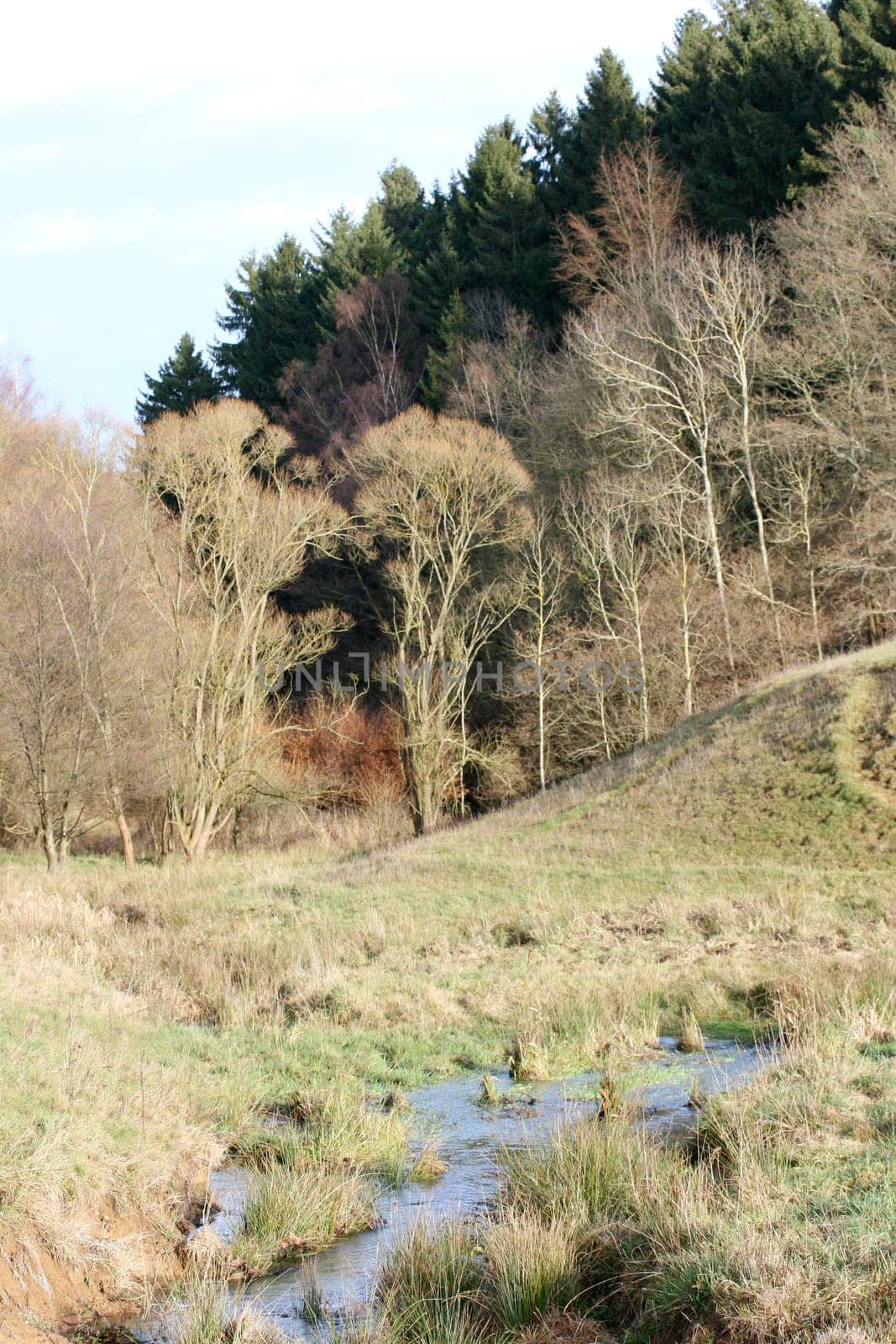 a Autumn forest with a romantic creek .