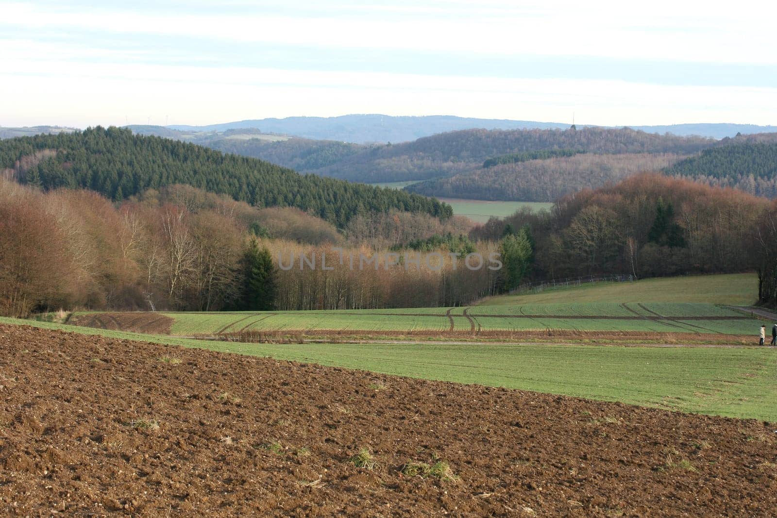 A landscape with wheat fields and forest.