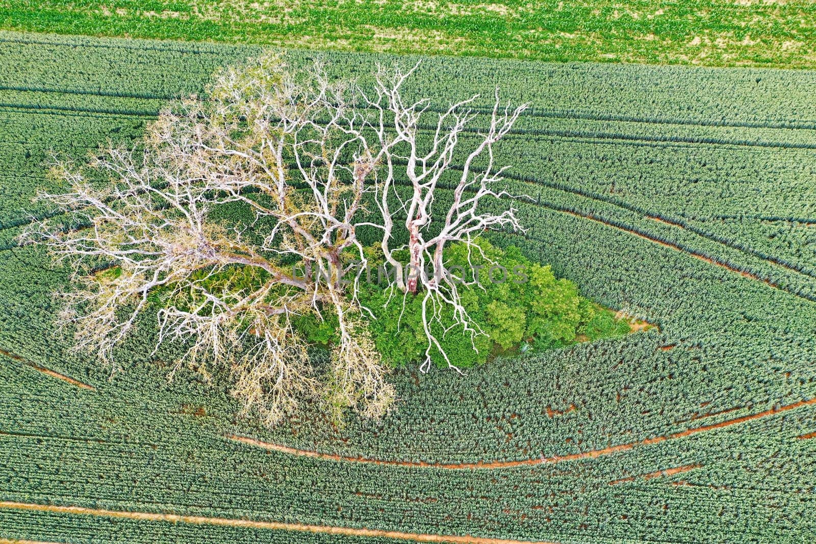 dead tree in a field from above