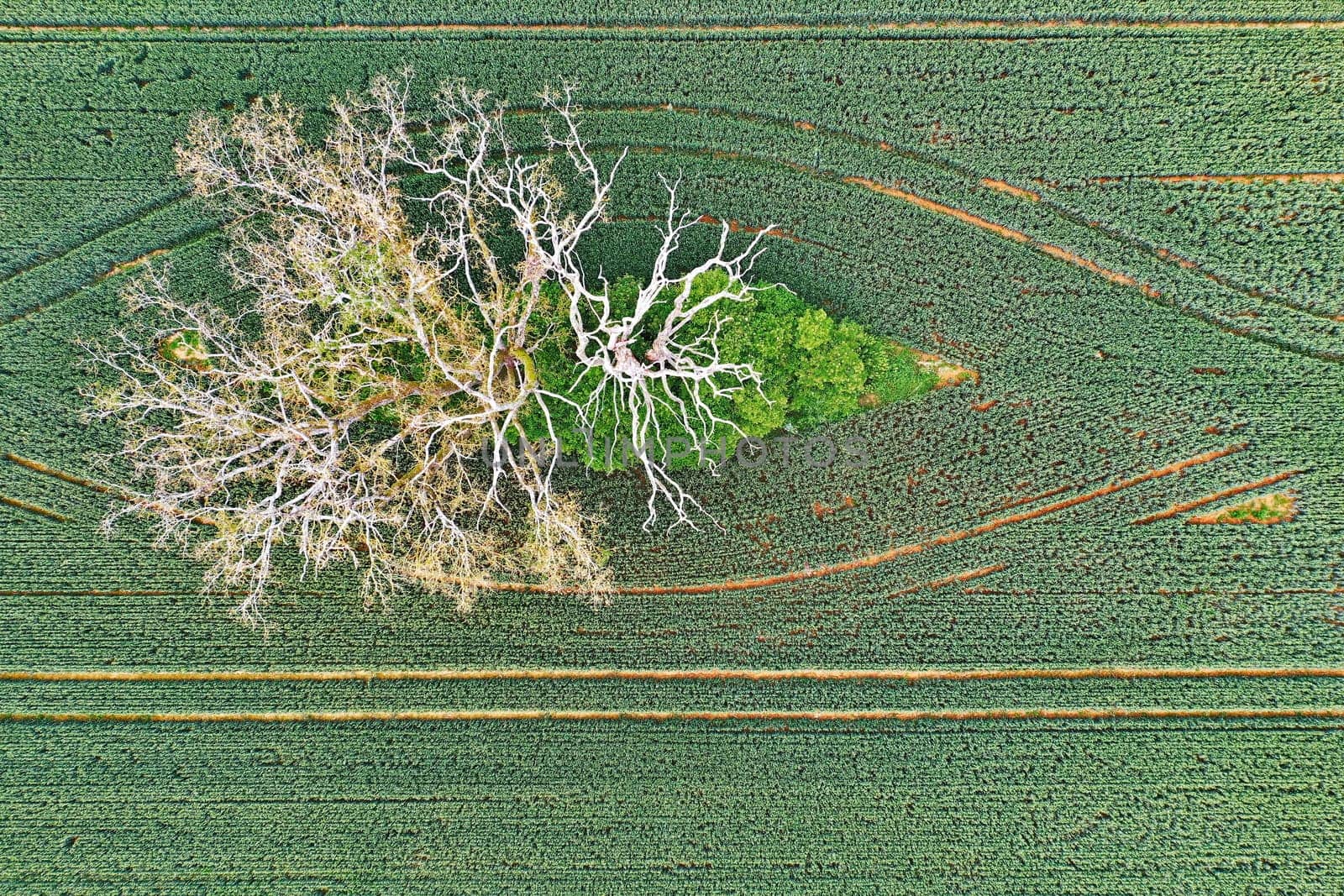 abgestorbener Baum von oben