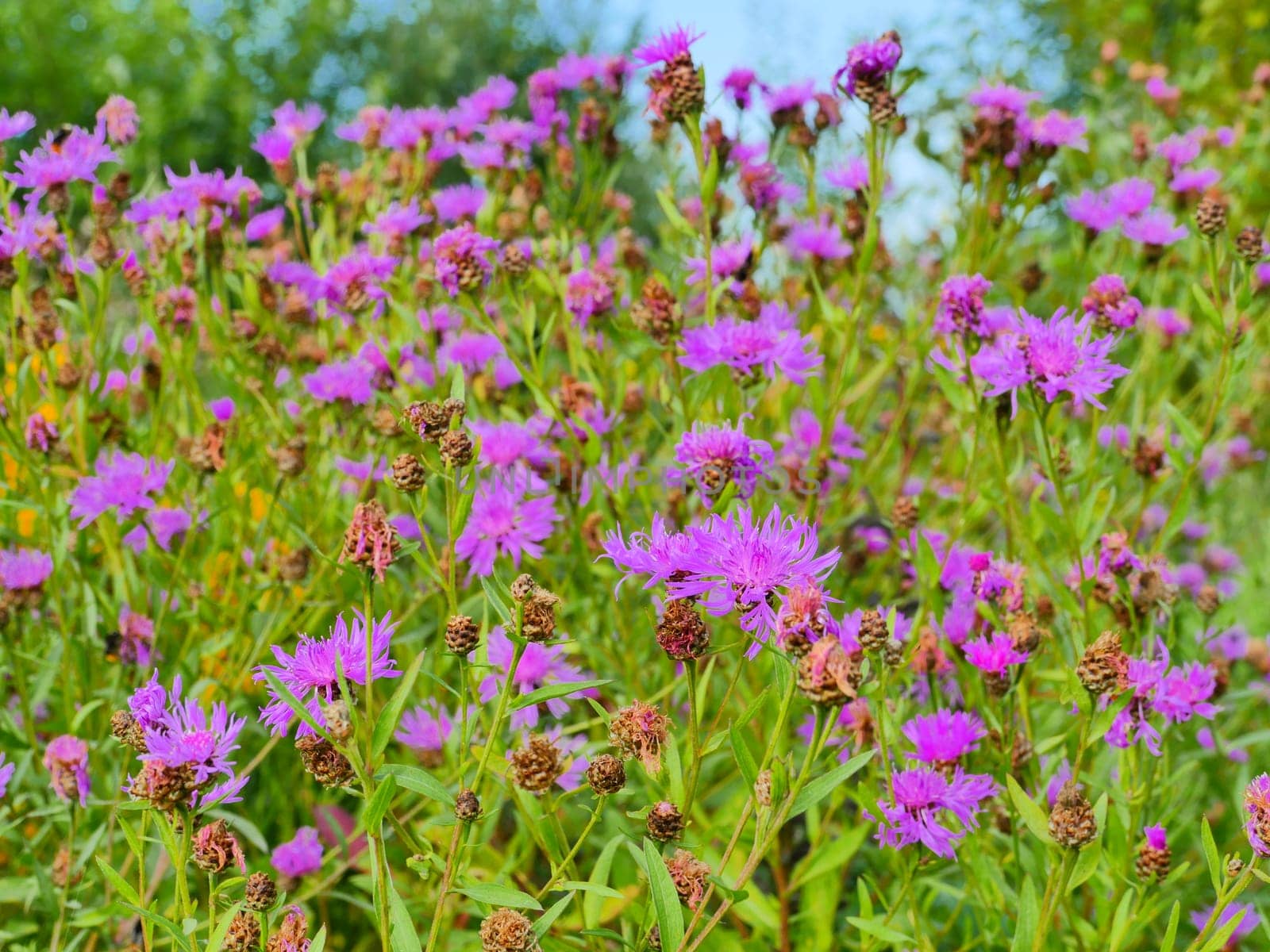 blooming flowers cornflowers green meadow