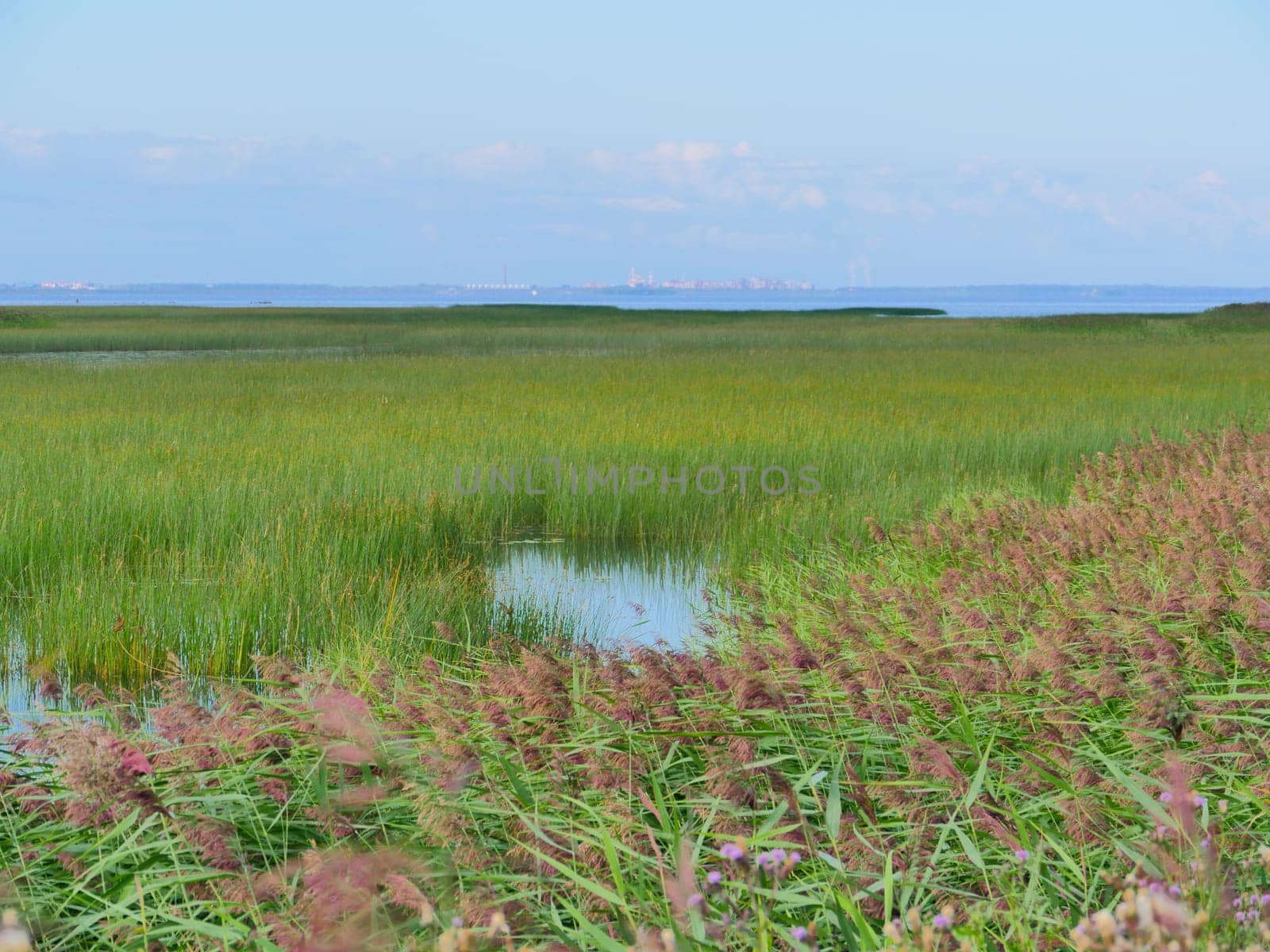 pond overgrown sedge in the foreground against a background of a big city