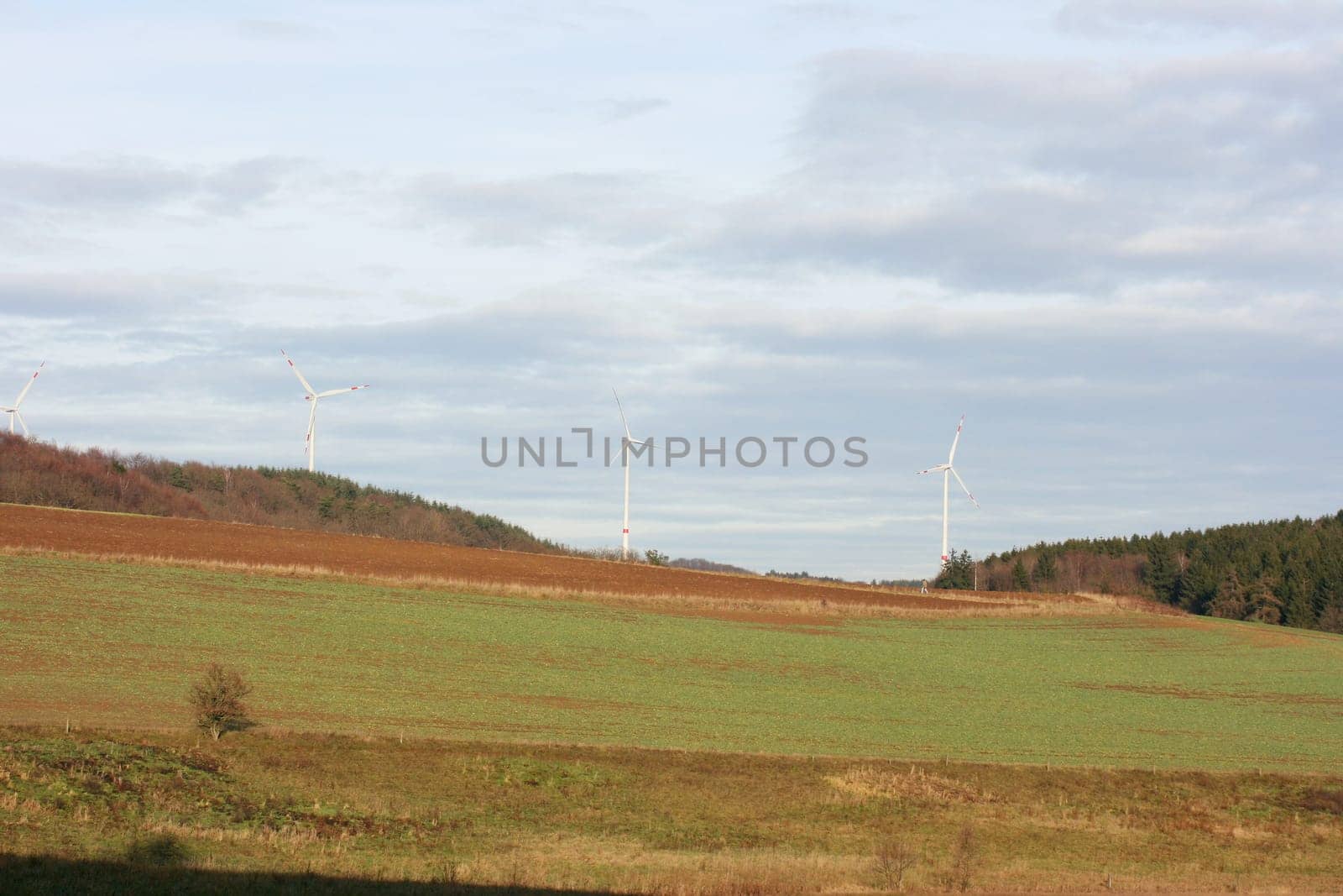 A landscape with wheat fields and forest.