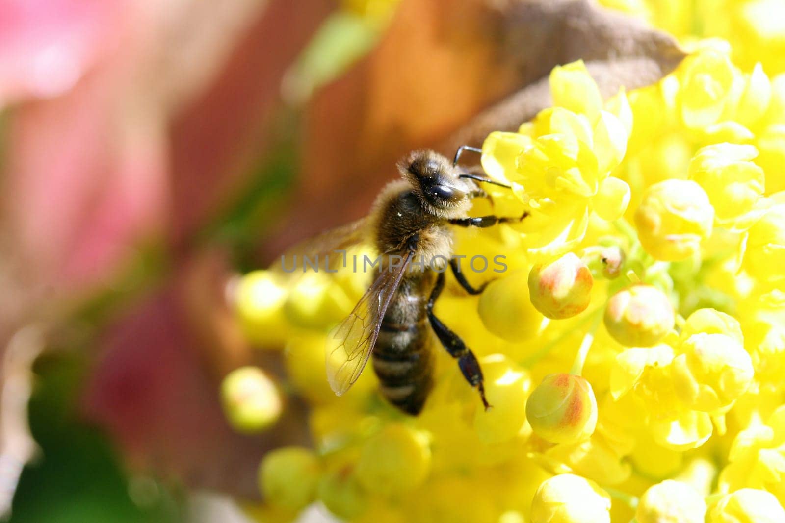 A bee visits a yellow flowering bloom