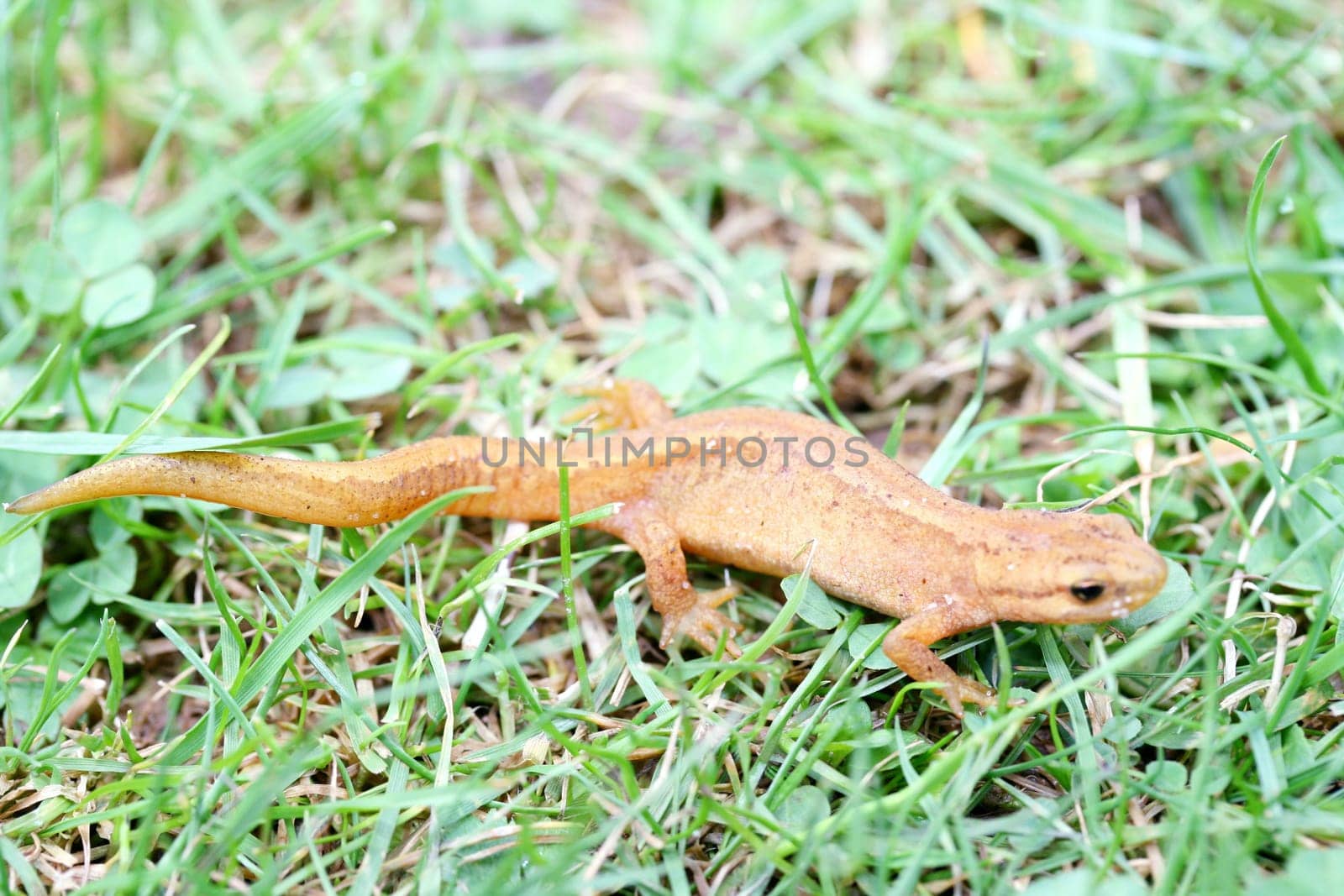 the newt (Triturus) belongs to the class of amphibians